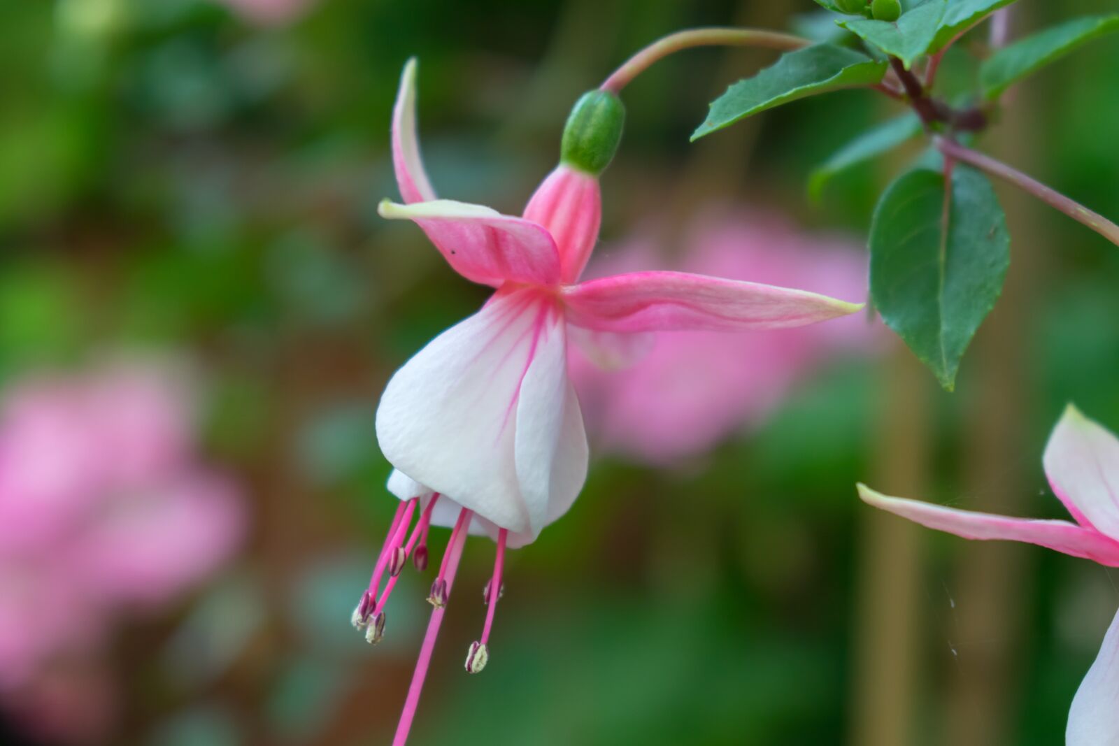 Nikon D3300 sample photo. Flower, nature, garden photography