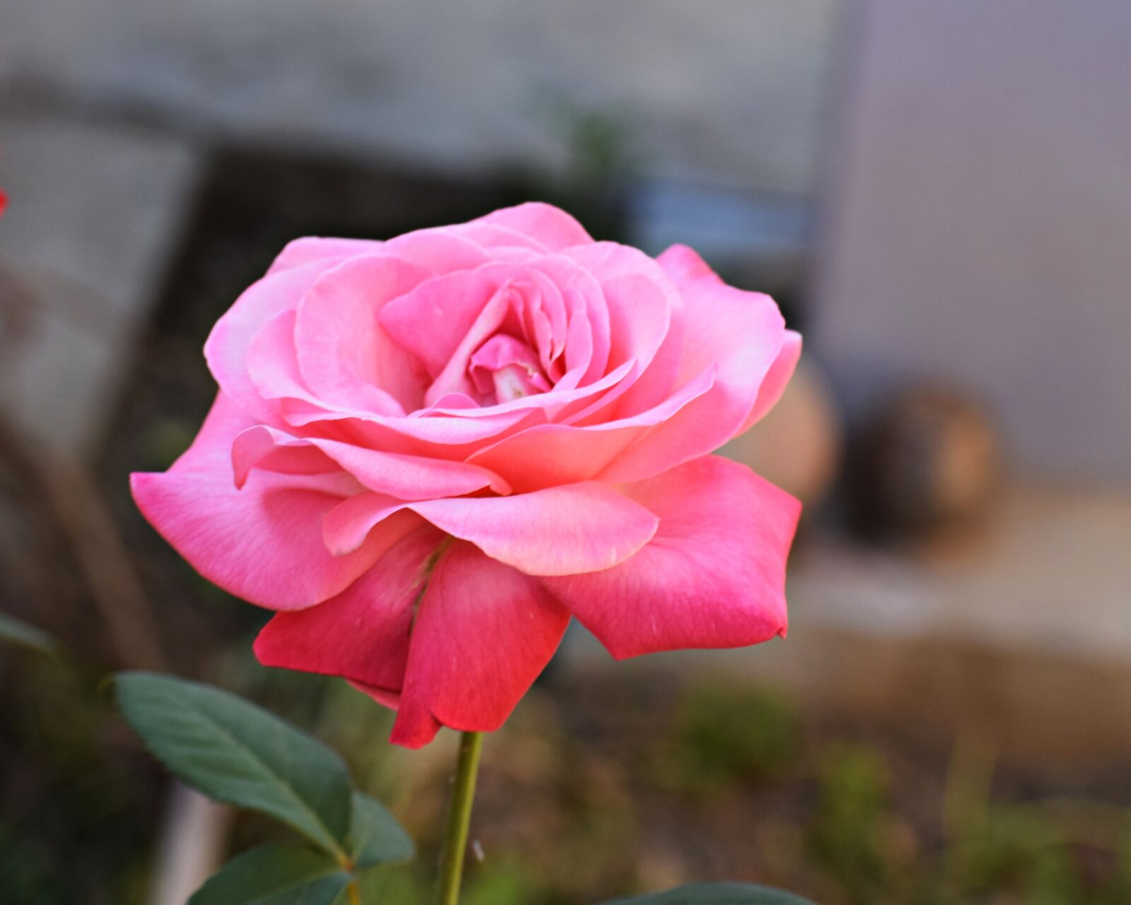 Nikon D3300 sample photo. Rose, pink, flower photography