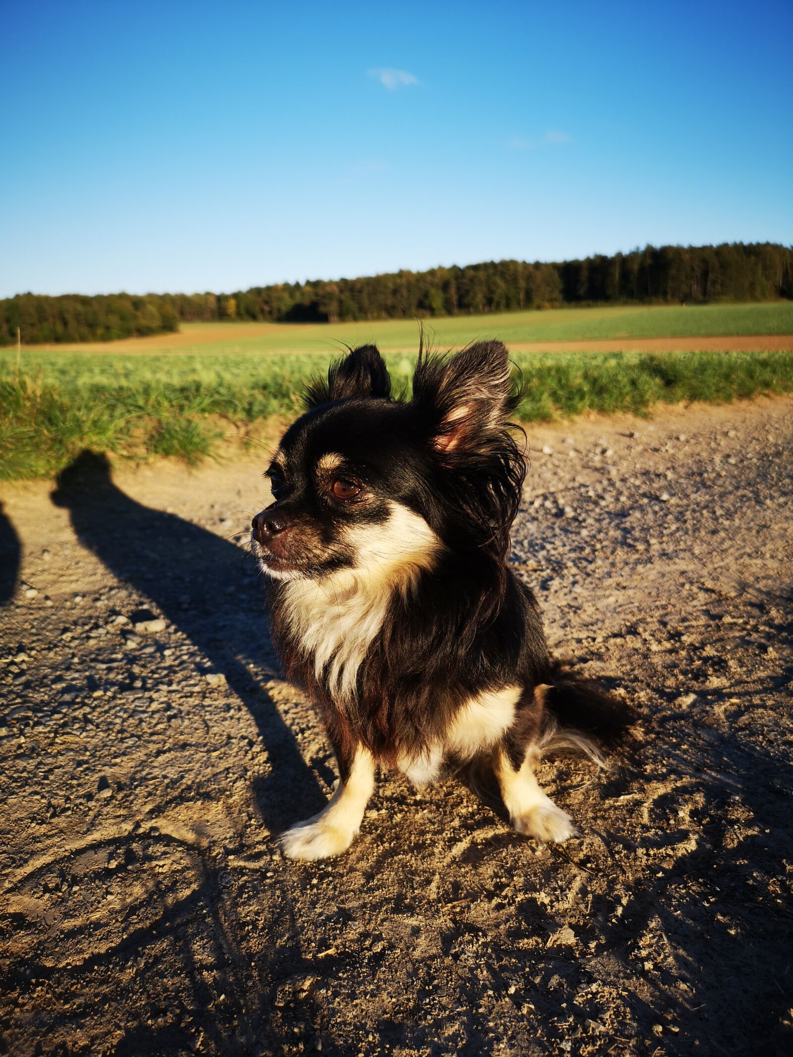 HUAWEI CLT-L29 sample photo. Chihuahua, dog, animal photography