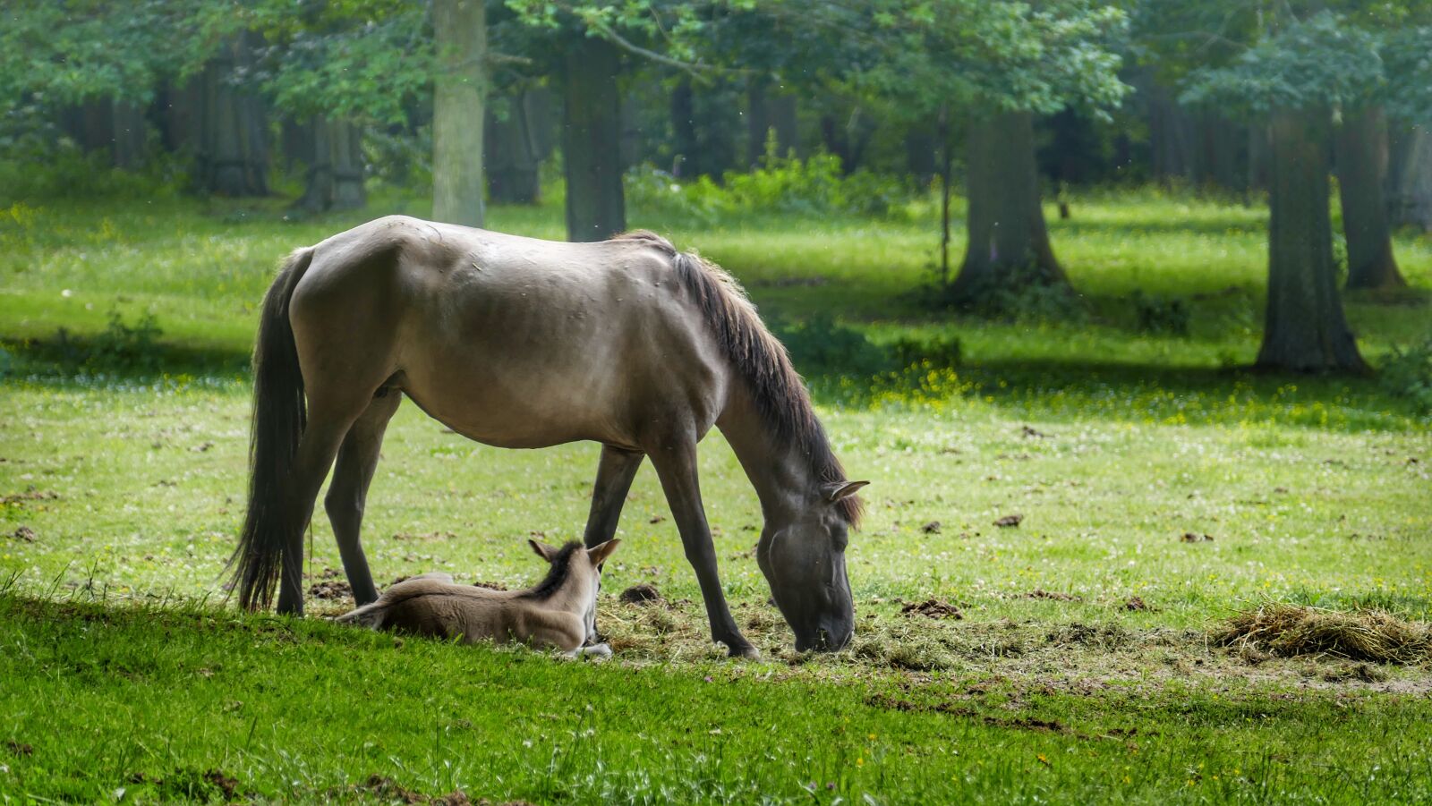 Panasonic Lumix DMC-FZ1000 sample photo. Horse, foal, pasture photography
