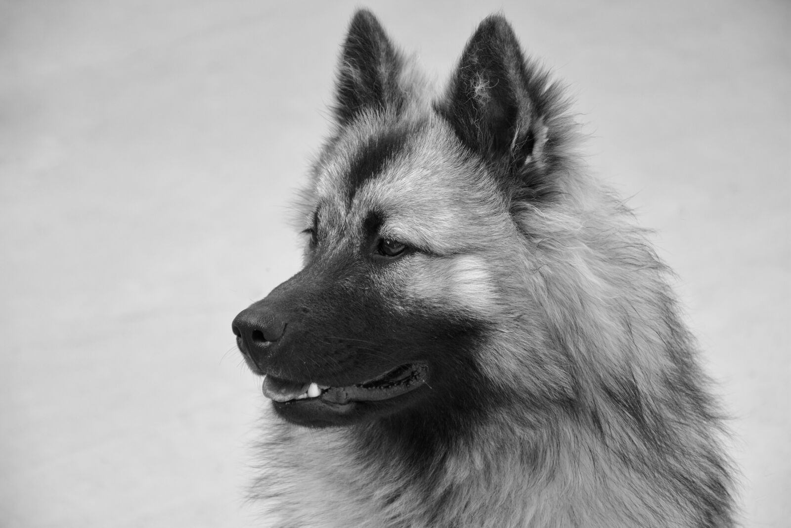 Nikon D5200 sample photo. Dog, dog eurasier, bitch photography