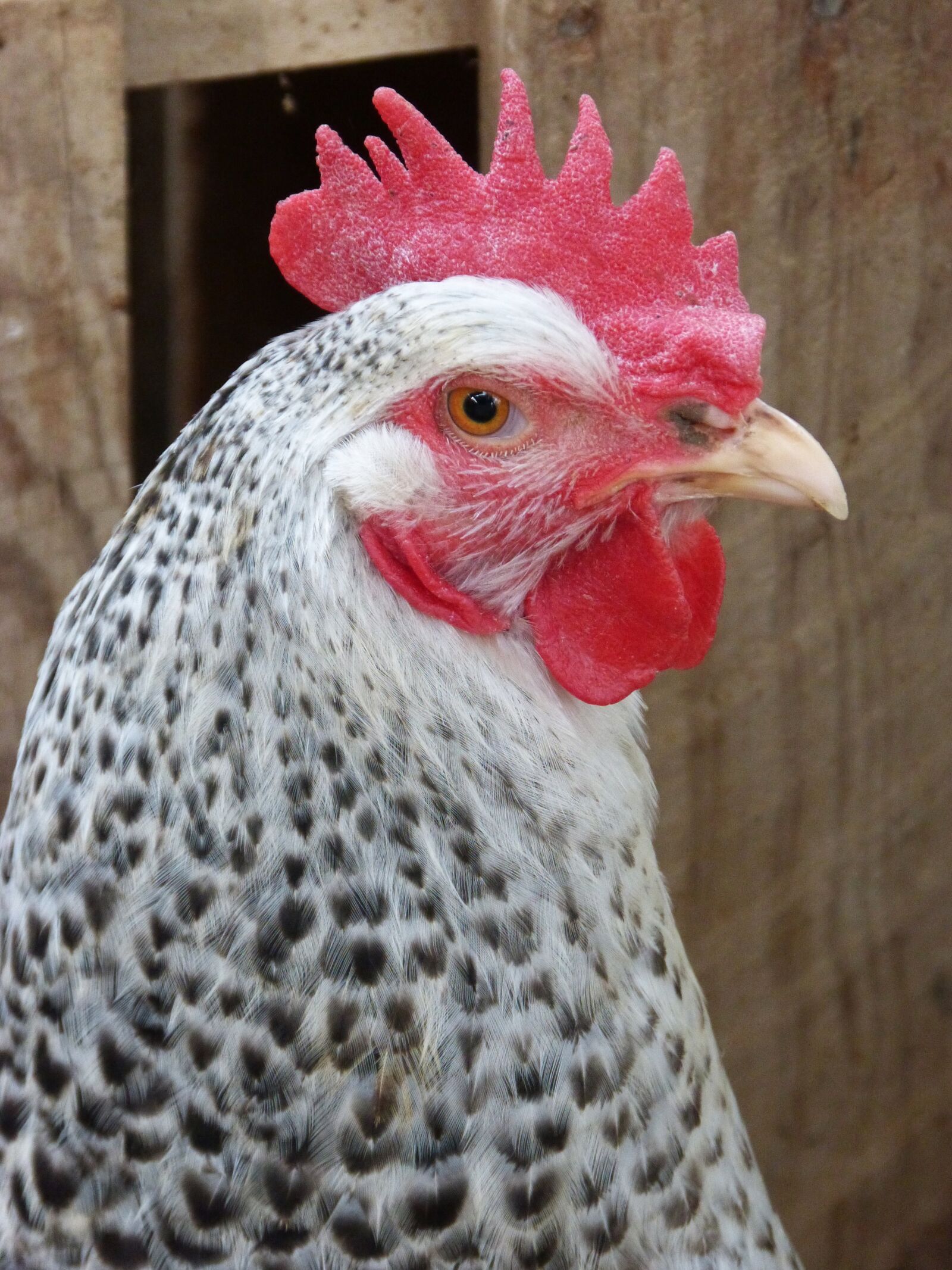 Panasonic DMC-FZ62 sample photo. Hen, crest, ave photography