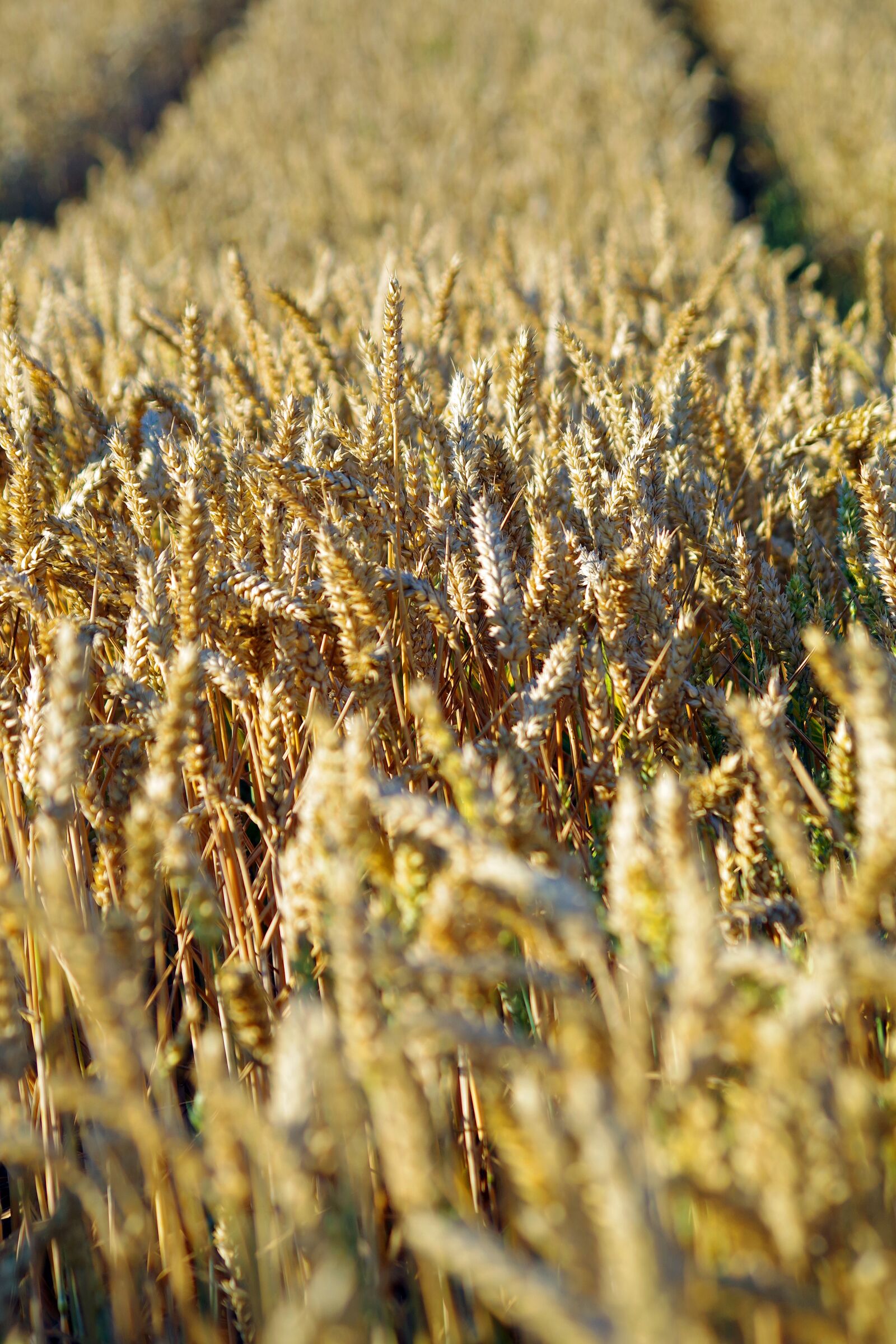 Pentax K-S2 sample photo. Cereals, barley, nature photography