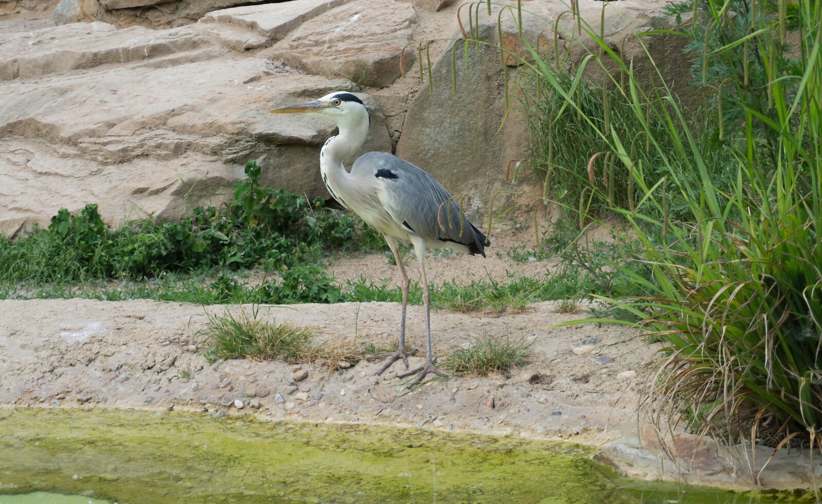 Sony Alpha a5000 (ILCE 5000) sample photo. Nature, bird, animal world photography