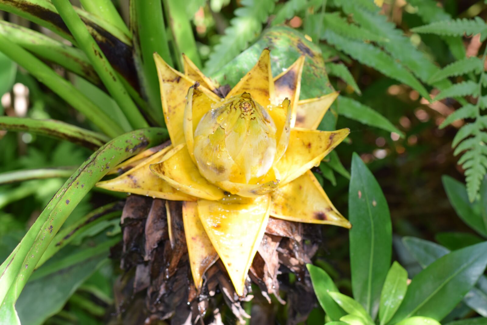 Nikon D5300 sample photo. Plant, bromeliad, botany photography