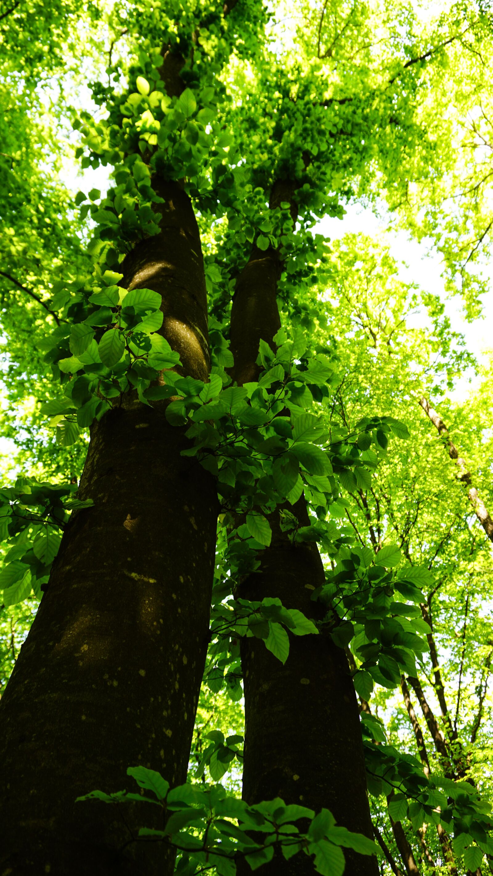 Sony a5100 sample photo. Trees, green, nature photography