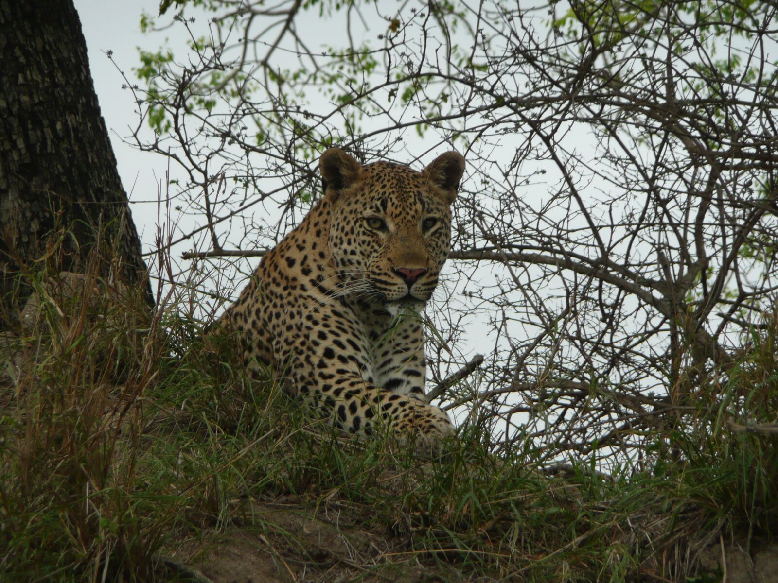 Panasonic DMC-TZ3 sample photo. Leopard, londolozi, south africa photography