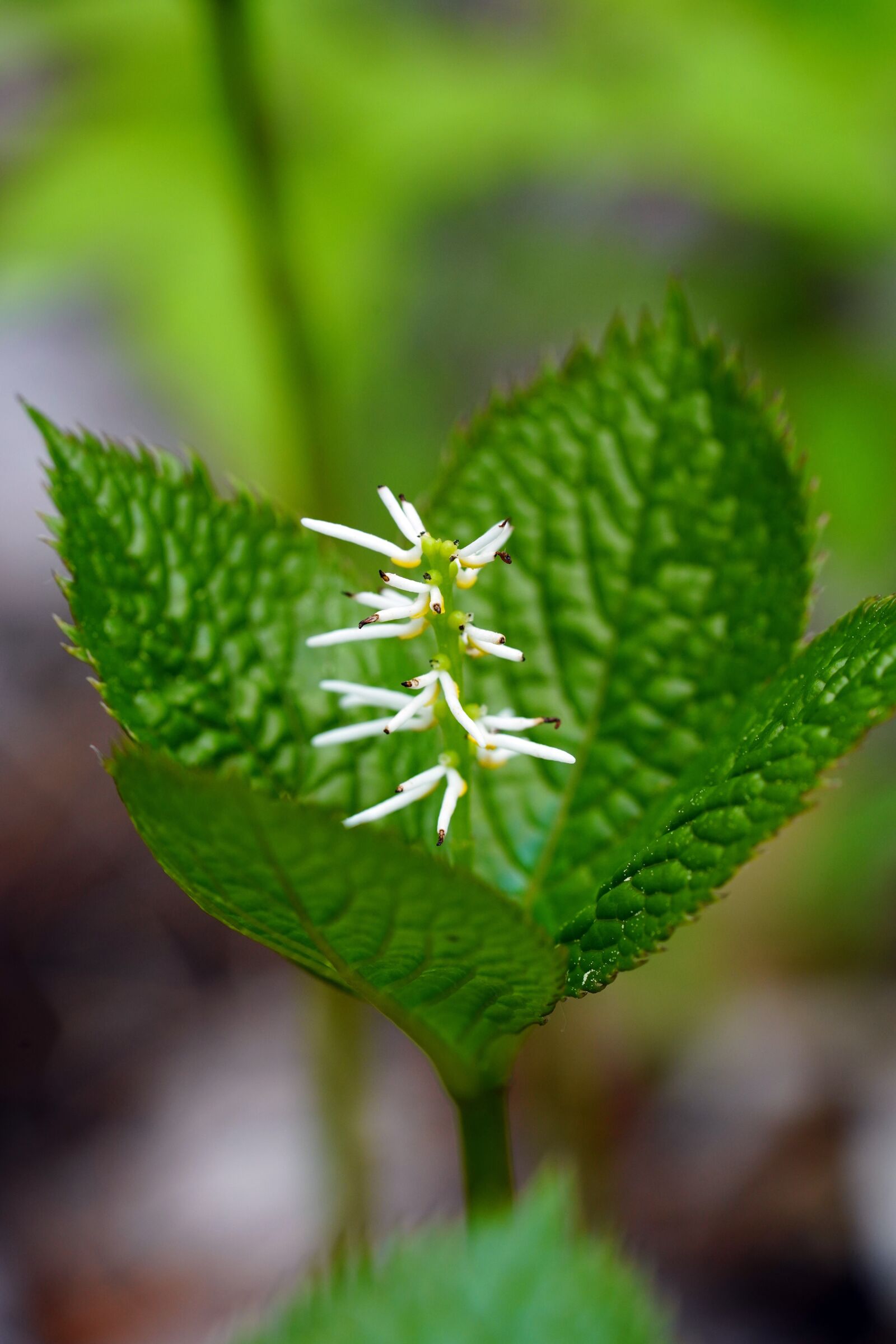 Sony a7R III + Sony FE 90mm F2.8 Macro G OSS sample photo. Lily of the valley photography