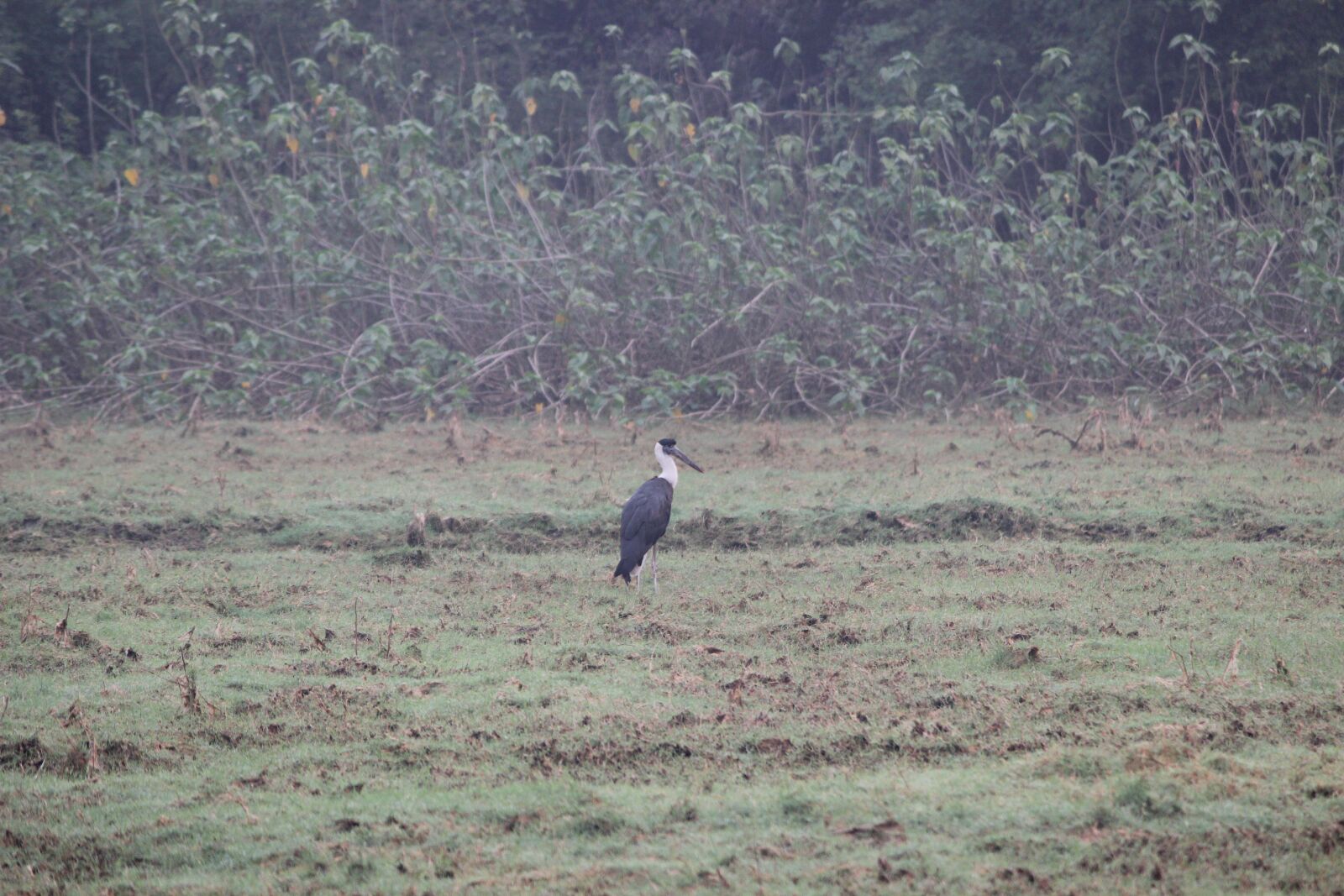 Canon EOS 600D (Rebel EOS T3i / EOS Kiss X5) sample photo. Bird, wild, nature photography