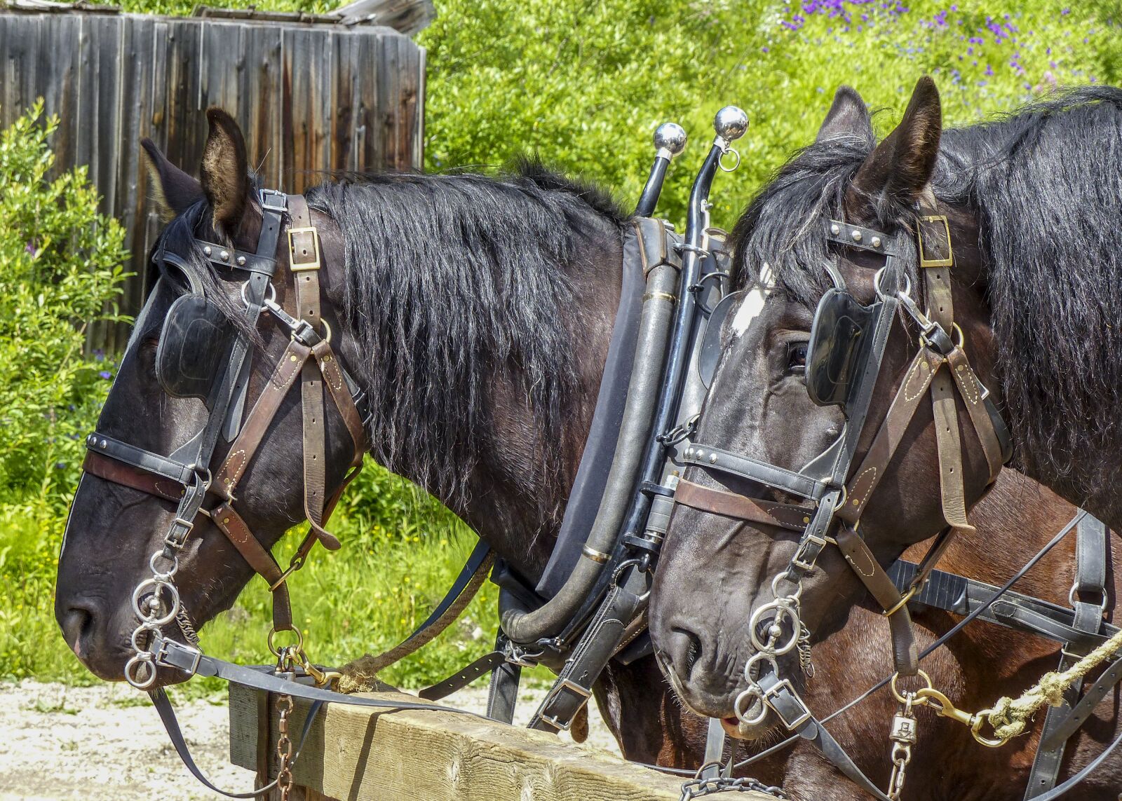 Panasonic Lumix DMC-FZ200 sample photo. Horse, animal, mammal photography