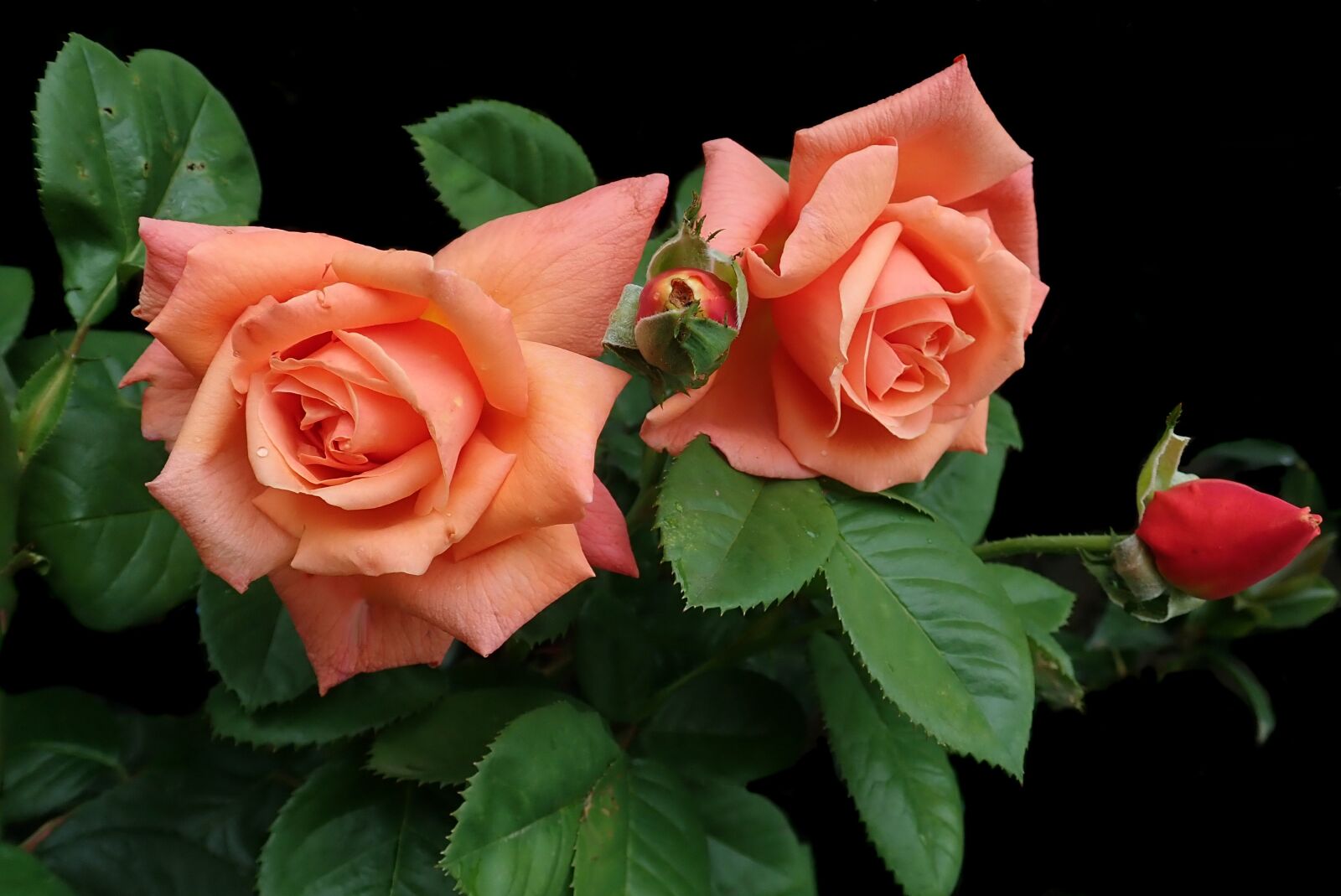 Olympus TG-5 sample photo. Roses, flowers, plant photography