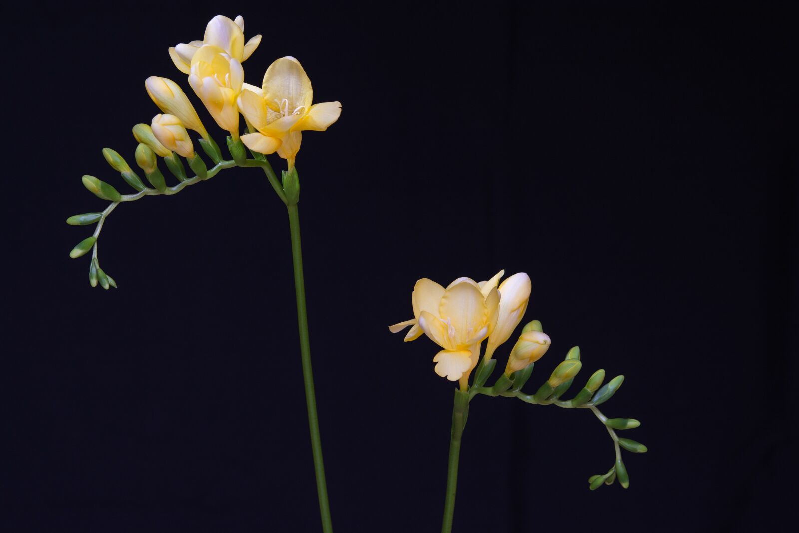 Nikon D7100 sample photo. Flowers, yellow flowers, freesia photography