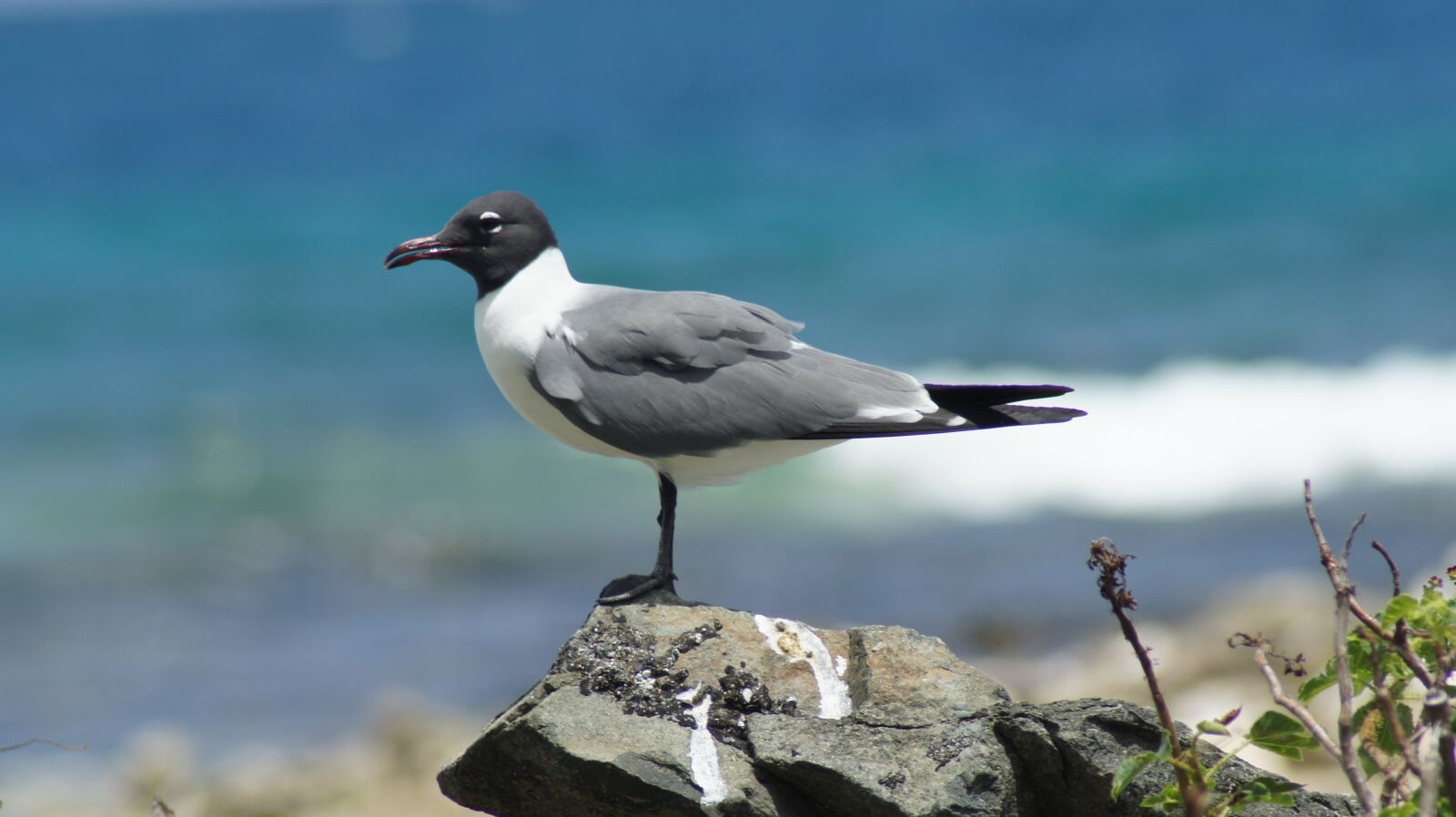 Sony Alpha DSLR-A550 sample photo. Seagull, bird, british virgin photography