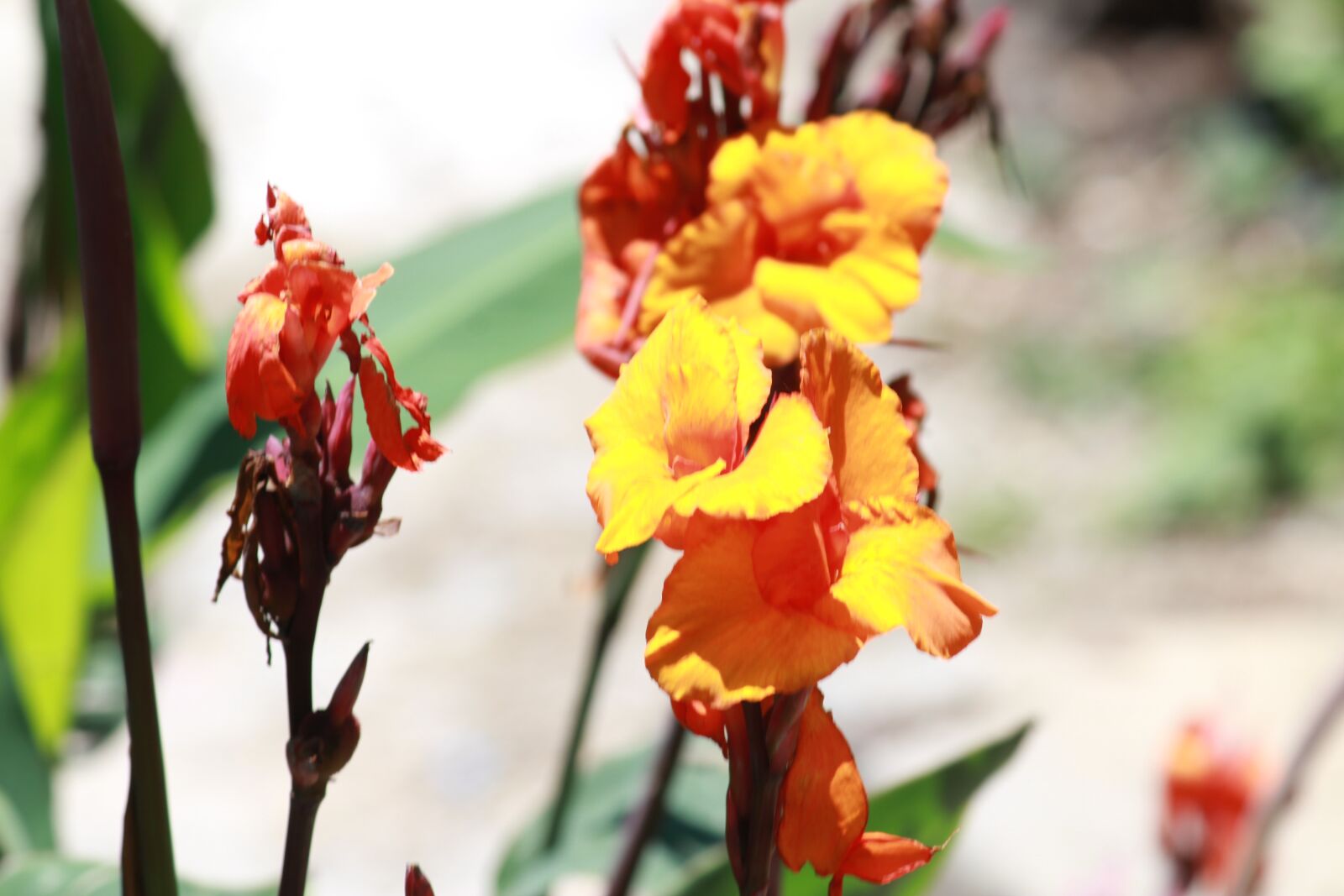 Canon EOS 1200D (EOS Rebel T5 / EOS Kiss X70 / EOS Hi) sample photo. Flower, colors, bright photography