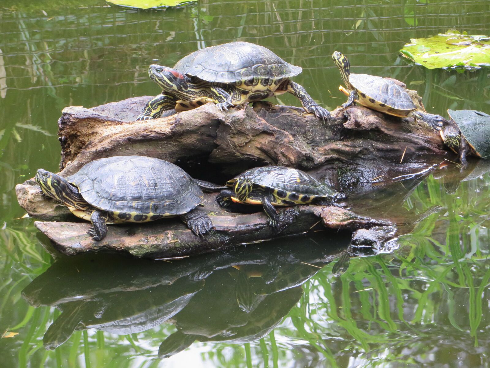 Canon PowerShot SX270 HS sample photo. Turtle, florida turtle, aquatic photography