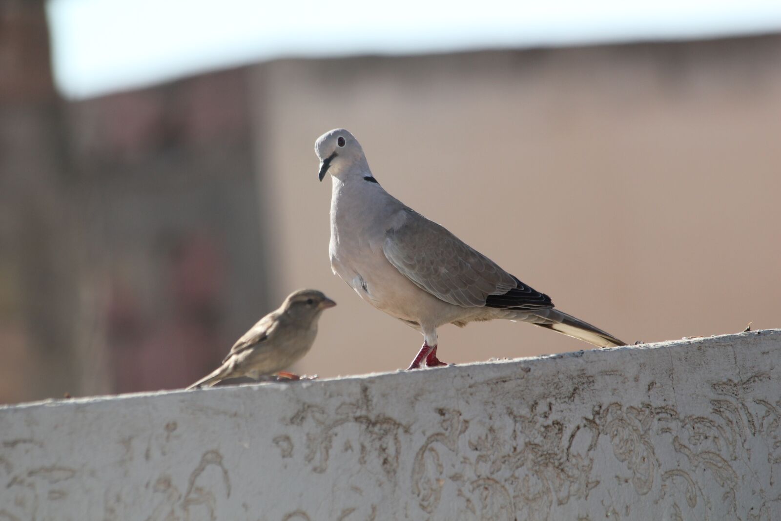 Canon EOS 550D (EOS Rebel T2i / EOS Kiss X4) sample photo. Bird, nature, outdoor photography