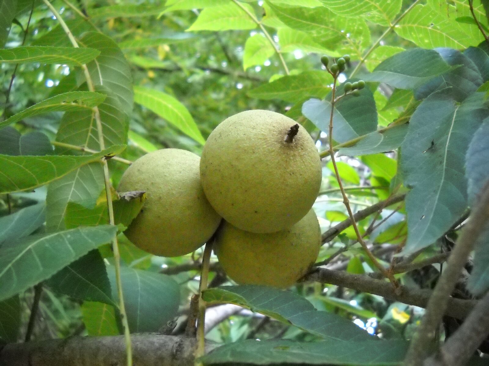 Nikon Coolpix L20 sample photo. Walnut, tree, leaves photography