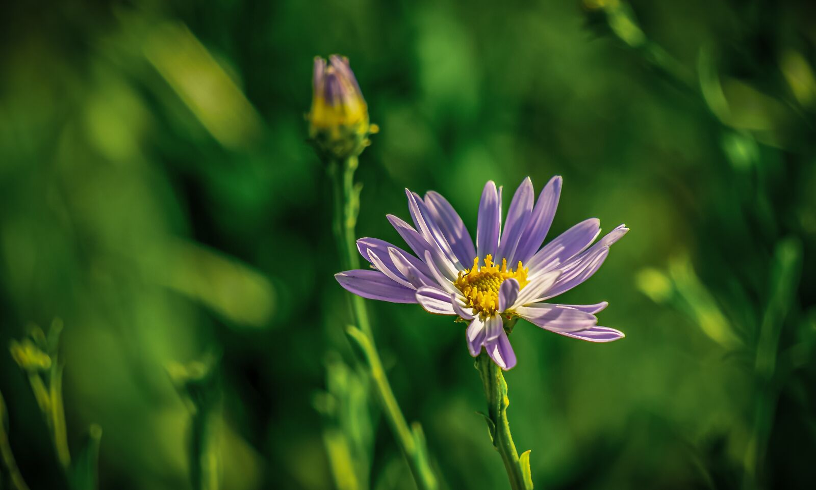 Sony E 55-210mm F4.5-6.3 OSS sample photo. Flower, blossom, bloom photography