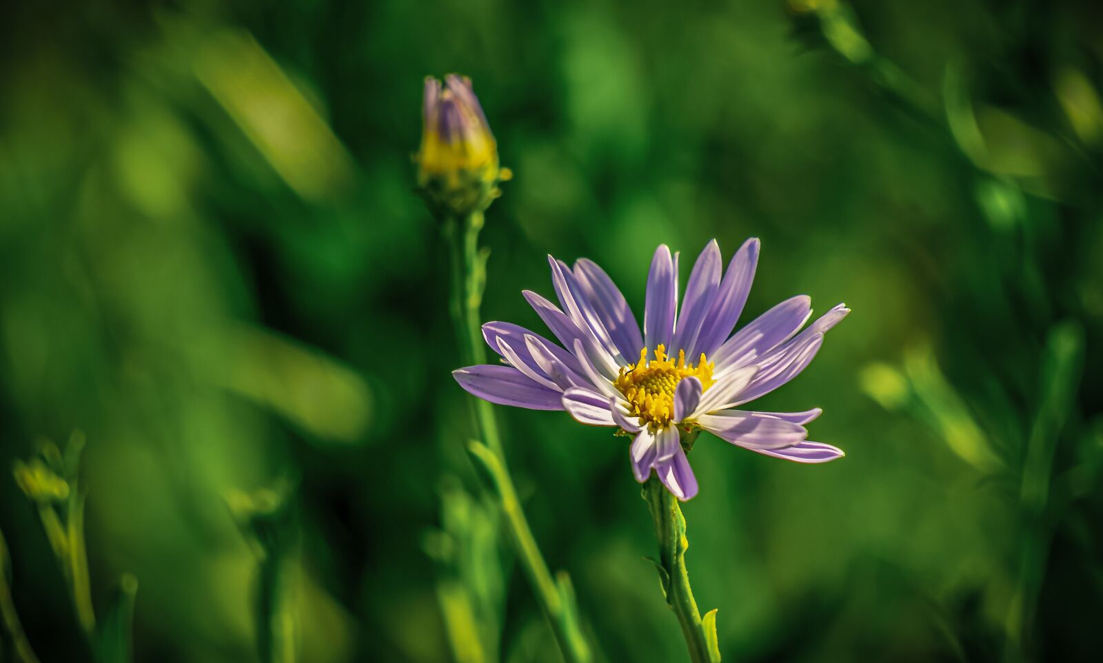 Sony a7 II + Sony E 55-210mm F4.5-6.3 OSS sample photo. Flower, blossom, bloom photography