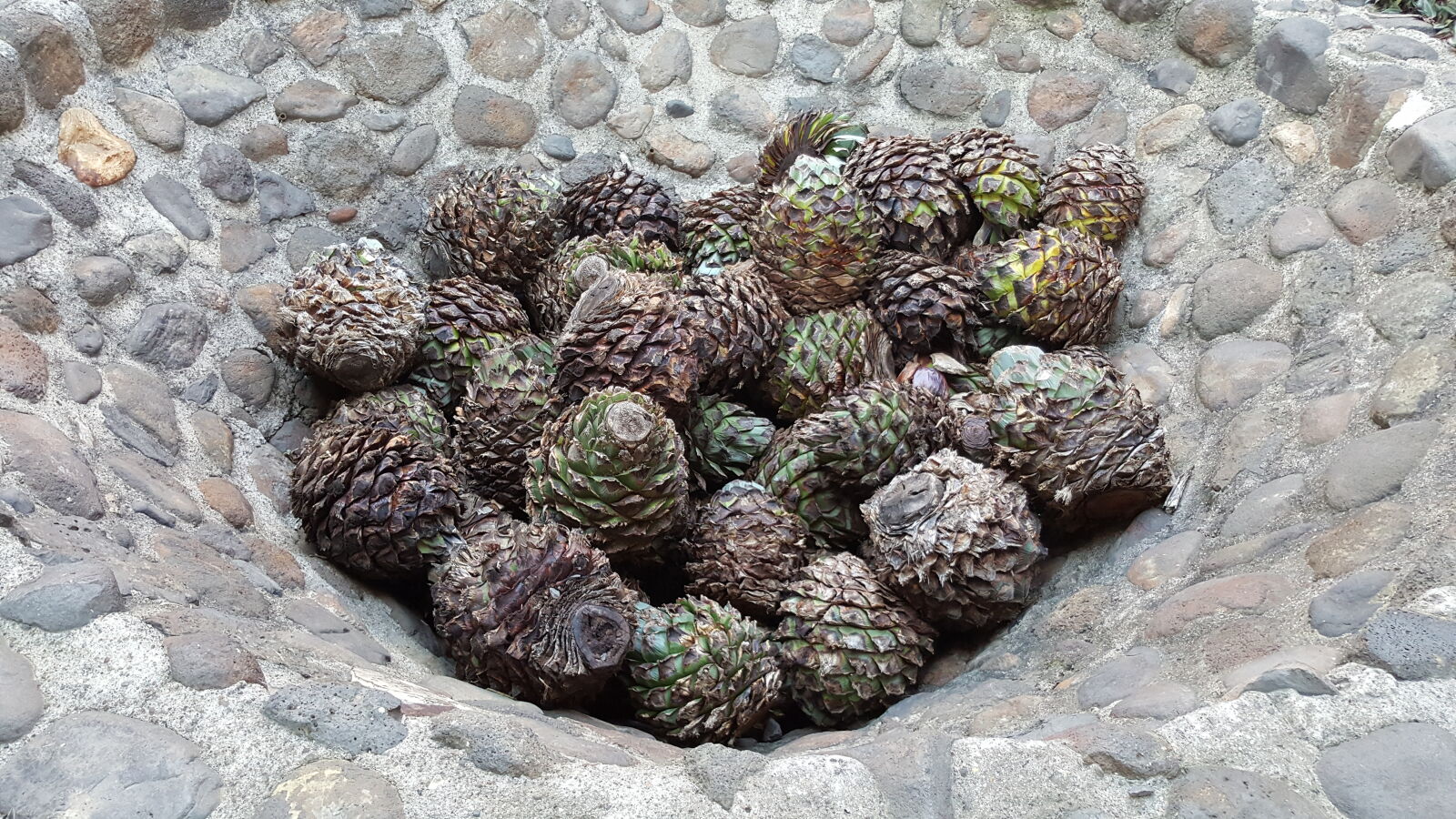 Samsung Galaxy Note5 sample photo. Agave, jose, cuervo, mexico photography