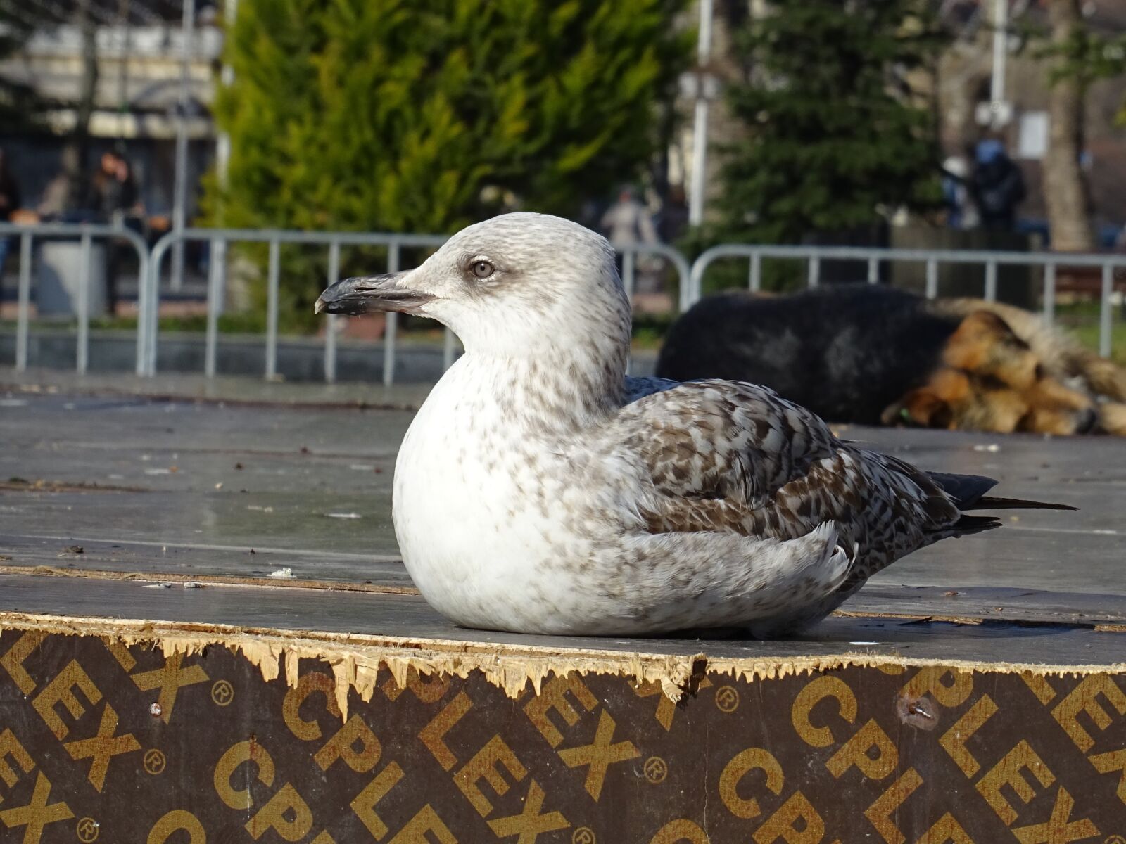 Sony DSC-HX60 sample photo. Bird, macro, animal photography