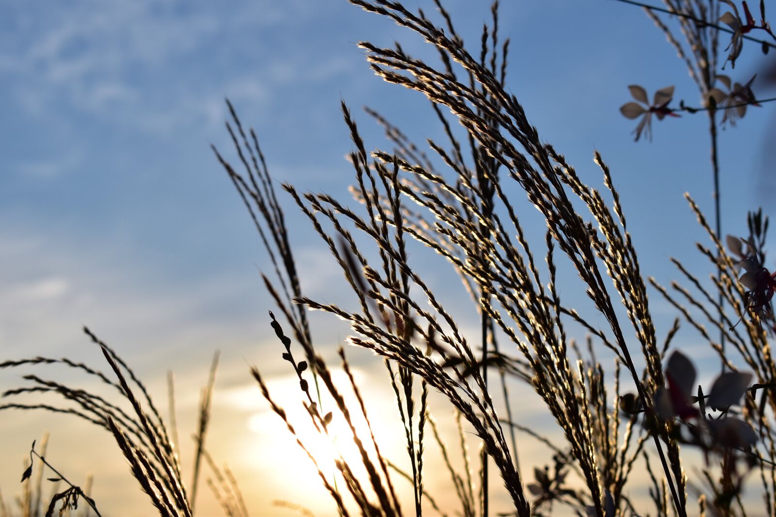 Nikon D5500 sample photo. Grasses, blade of grass photography
