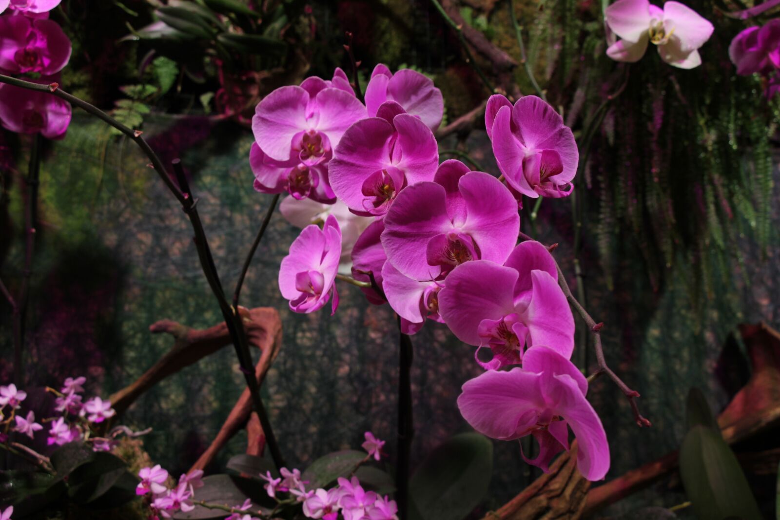 Canon EOS 550D (EOS Rebel T2i / EOS Kiss X4) sample photo. Orchid, pink, flower photography