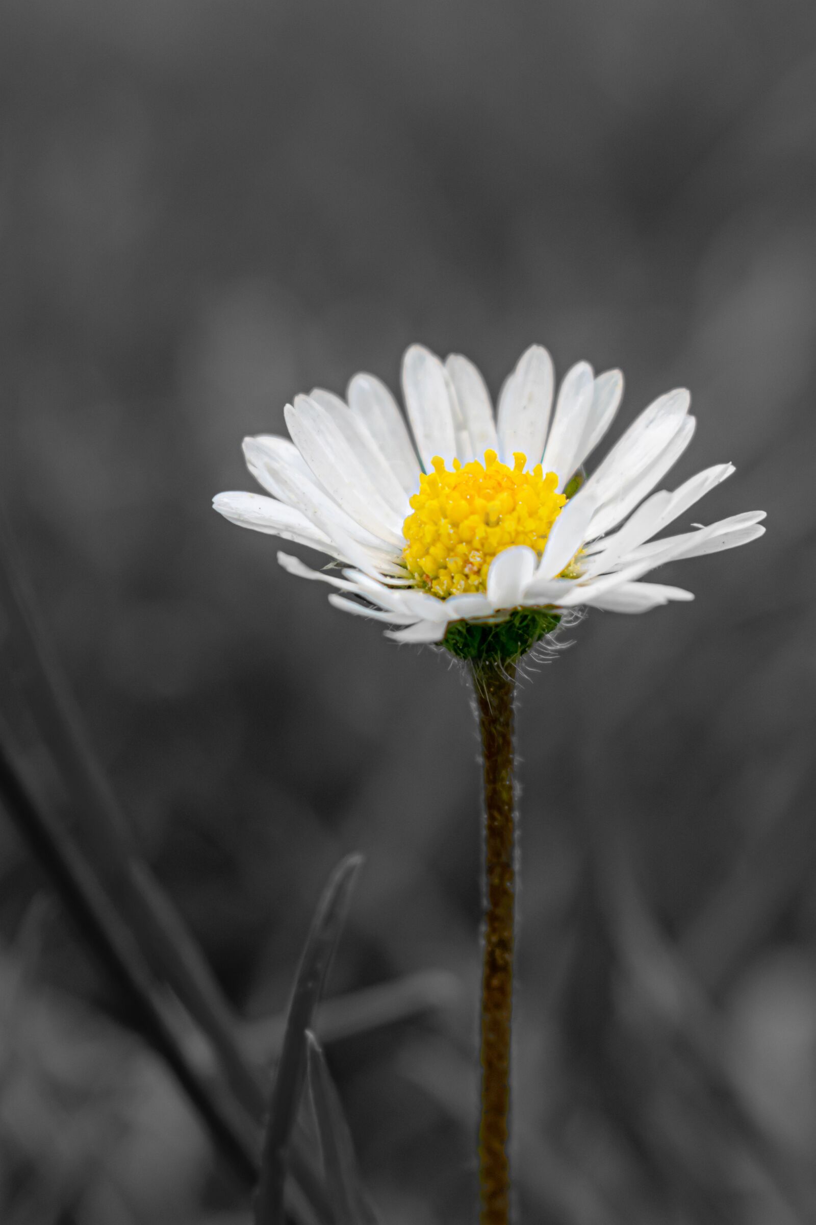 Nikon D5300 sample photo. Daisy, blossom, bloom photography