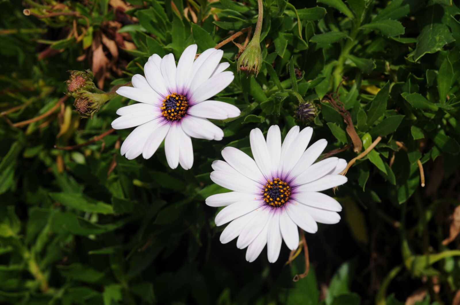 Nikon D300 sample photo. Daisy, flower, nature photography