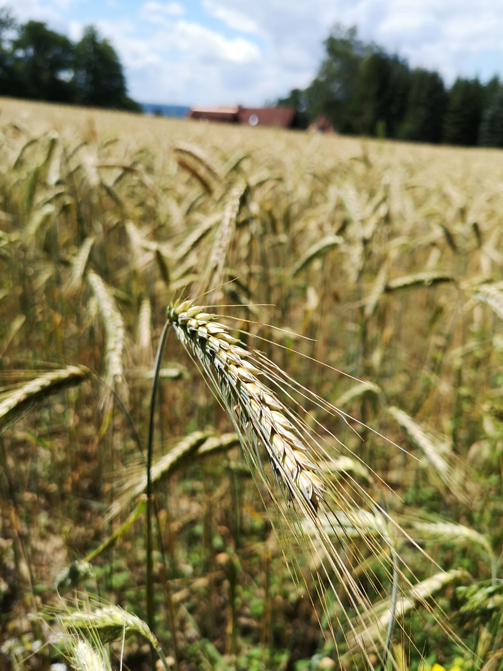 HUAWEI CLT-L29 sample photo. Agriculture, background, barley photography