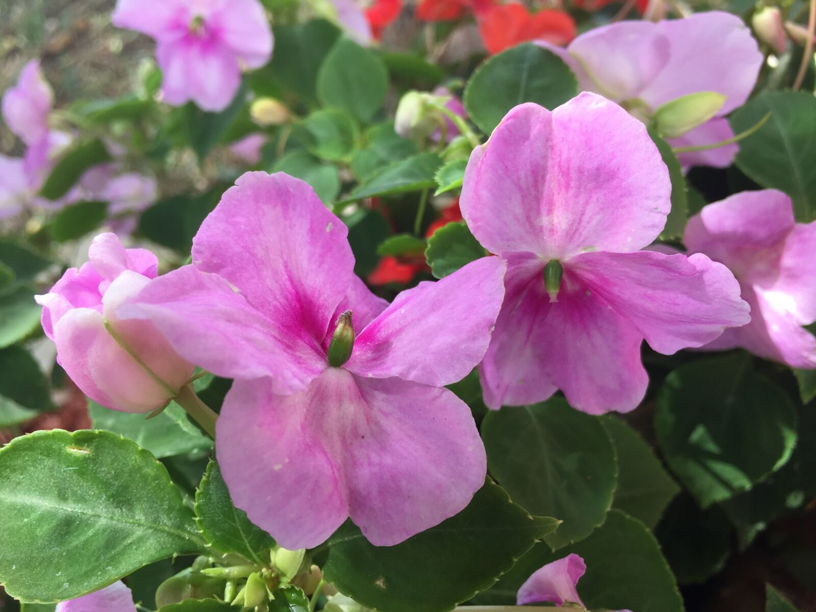 iPhone 6 Plus back camera 4.15mm f/2.2 sample photo. Flowers, pink, purple photography