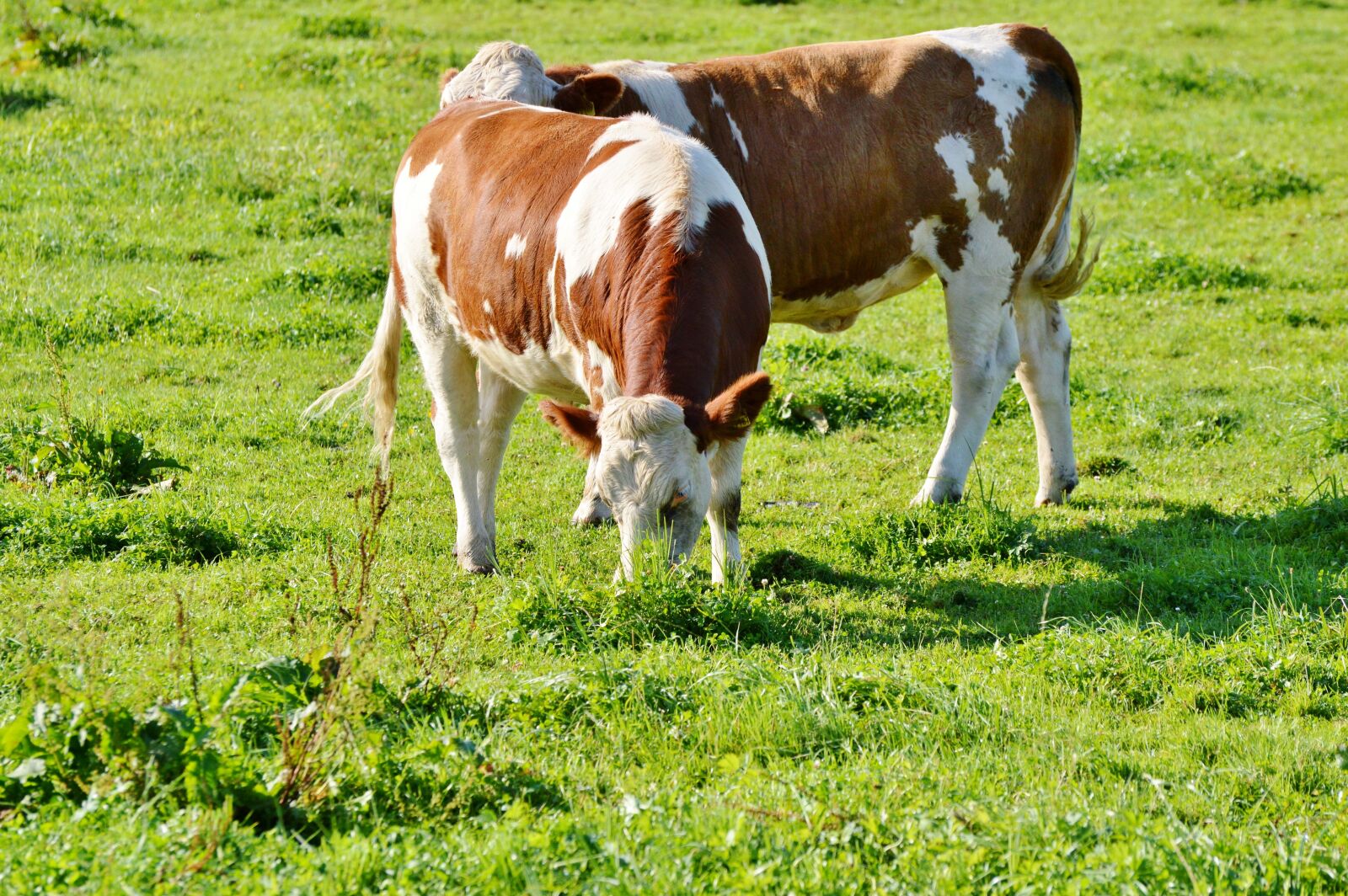 Nikon D3200 sample photo. Cow, beef, ruminant photography