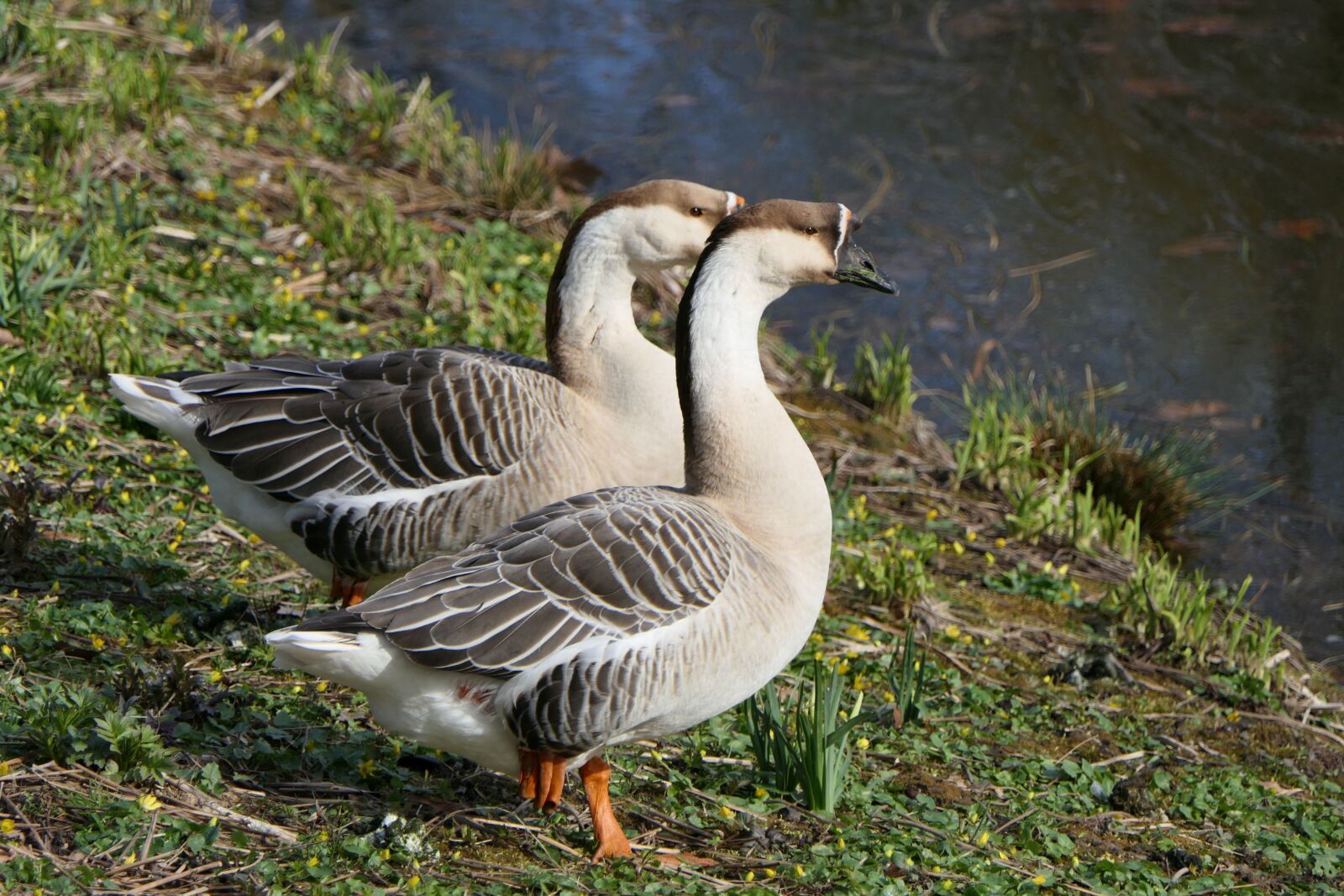 Panasonic Lumix DMC-FZ2500 (Lumix DMC-FZ2000) sample photo. Goose, geese, water bird photography