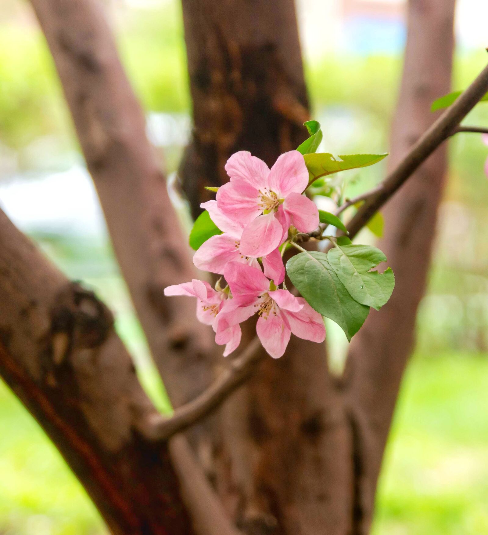 Sony SLT-A57 sample photo. Flower, spring, light photography