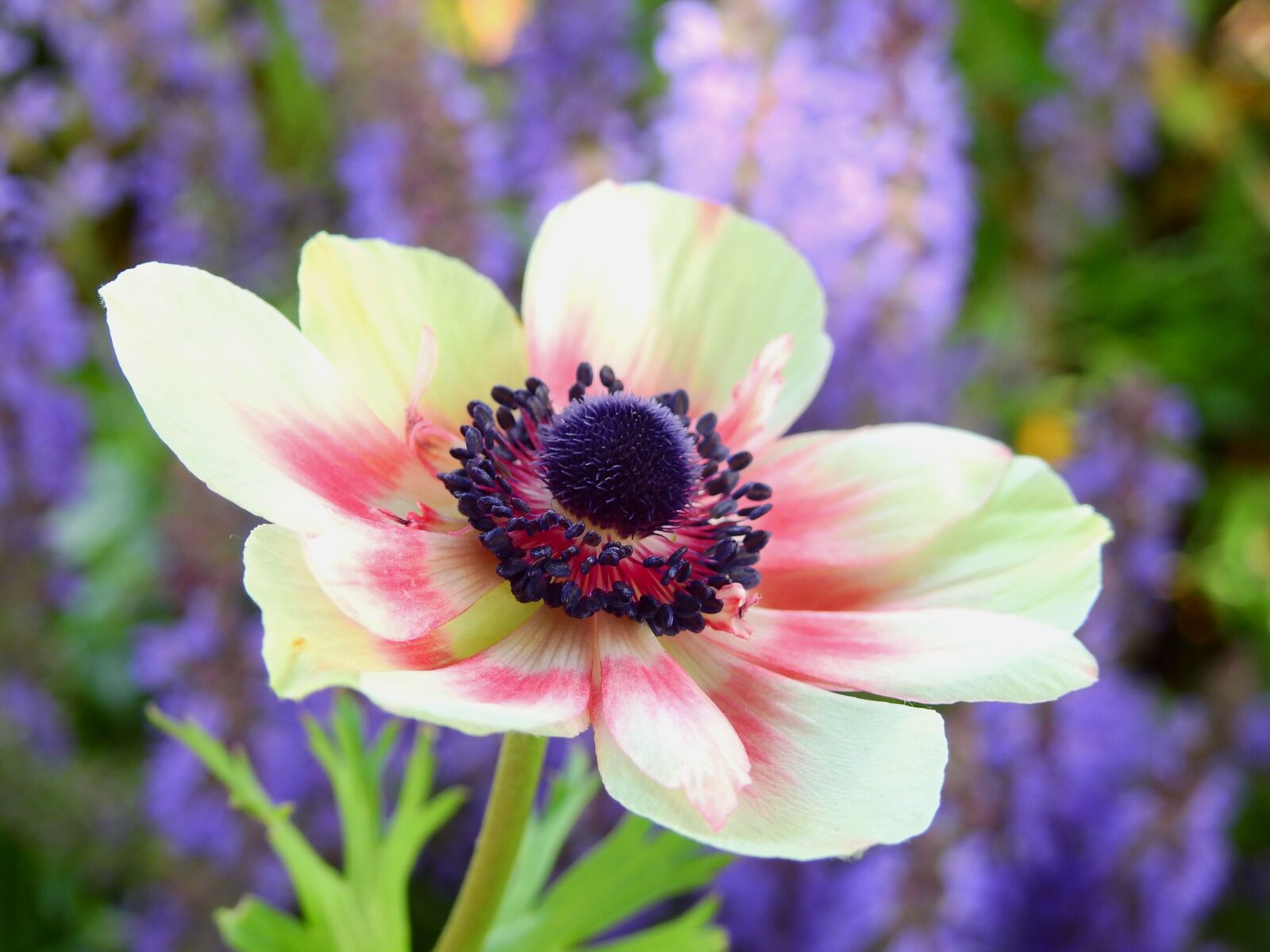 Nikon Coolpix P900 sample photo. Flower, blossom, bloom photography