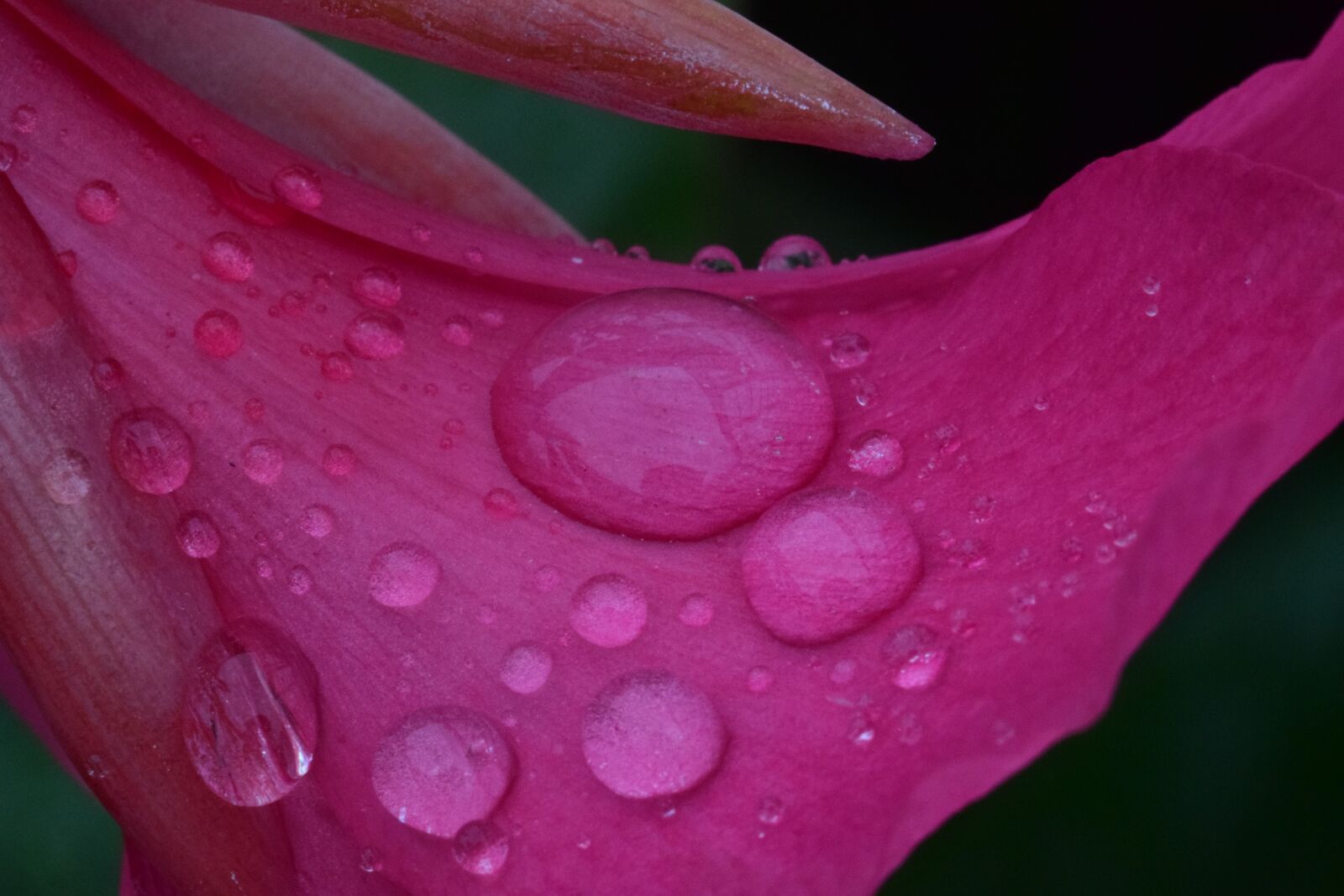 Nikon D5300 sample photo. Flower, droplets, macro photography