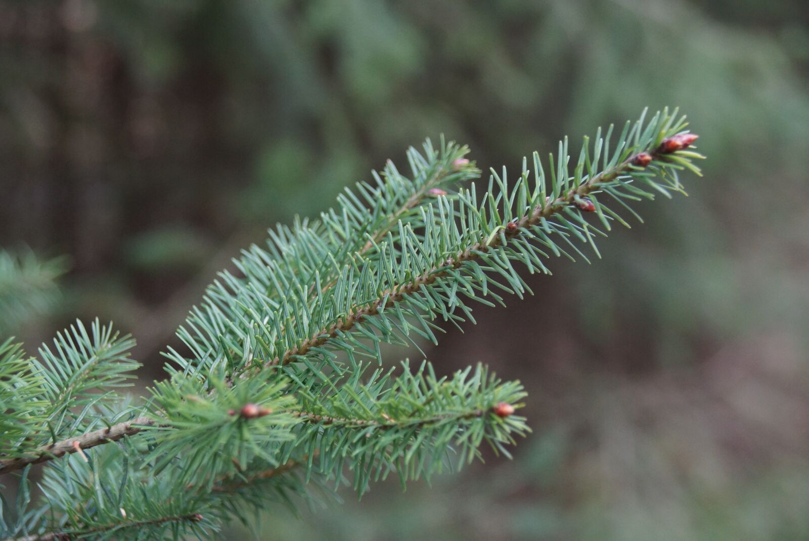 Sony SLT-A77 sample photo. Conifer, spruce, tree photography