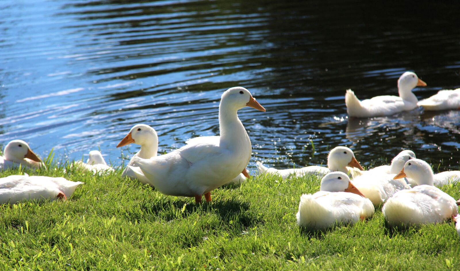 Canon EOS 700D (EOS Rebel T5i / EOS Kiss X7i) + Canon EF-S 18-200mm F3.5-5.6 IS sample photo. Ducks, water, nature photography