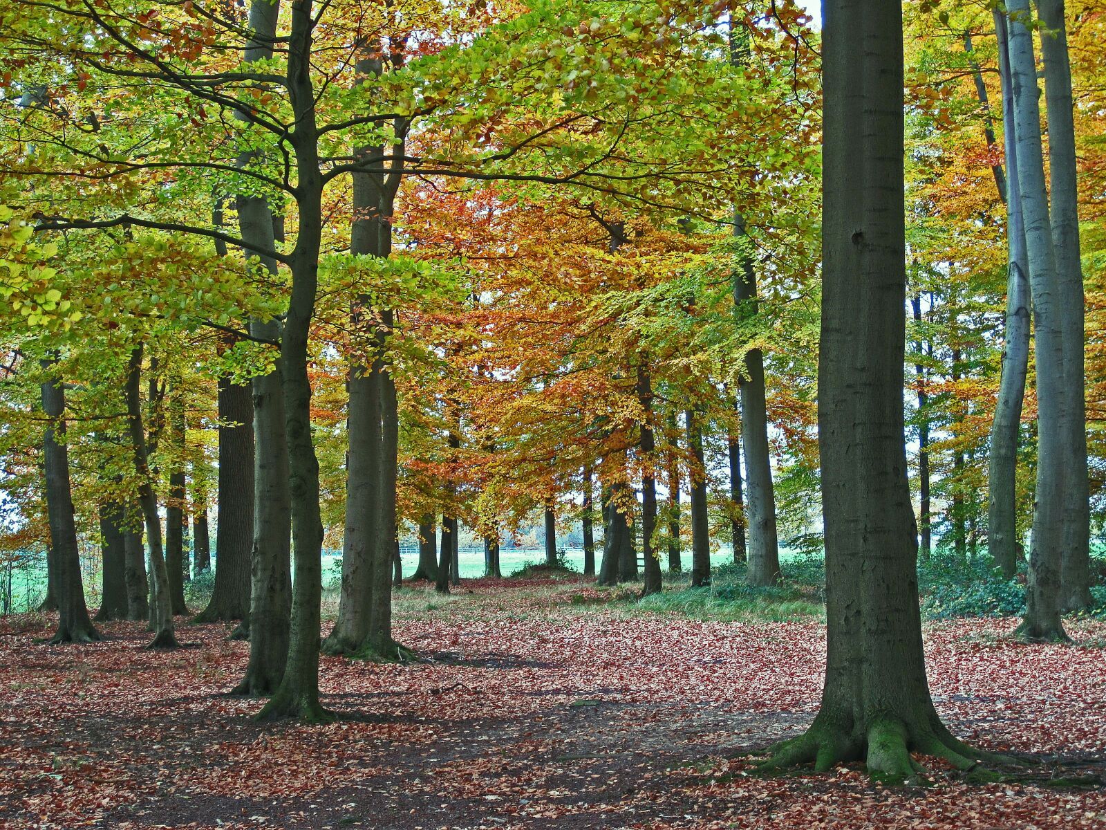 Canon PowerShot SD780 IS (Digital IXUS 100 IS / IXY Digital 210 IS) sample photo. Beech wood, autumn, fall photography