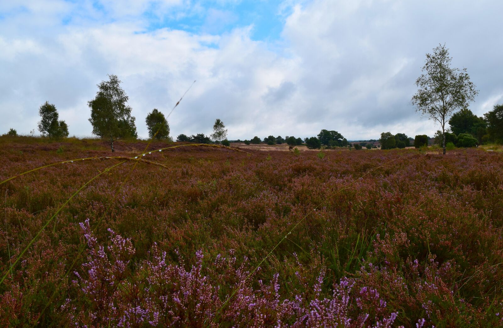 Nikon D5300 sample photo. Nature, heide, landscape photography