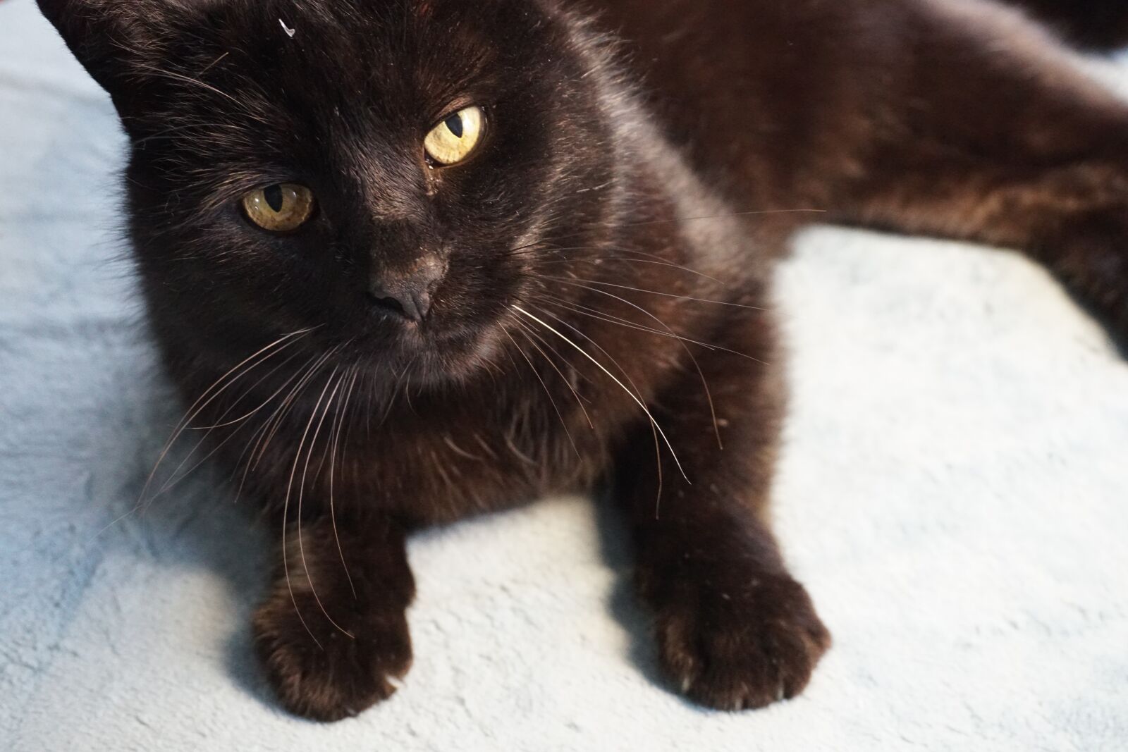 Sony E 16-50mm F3.5-5.6 PZ OSS sample photo. Cat, cat's eyes, pet photography