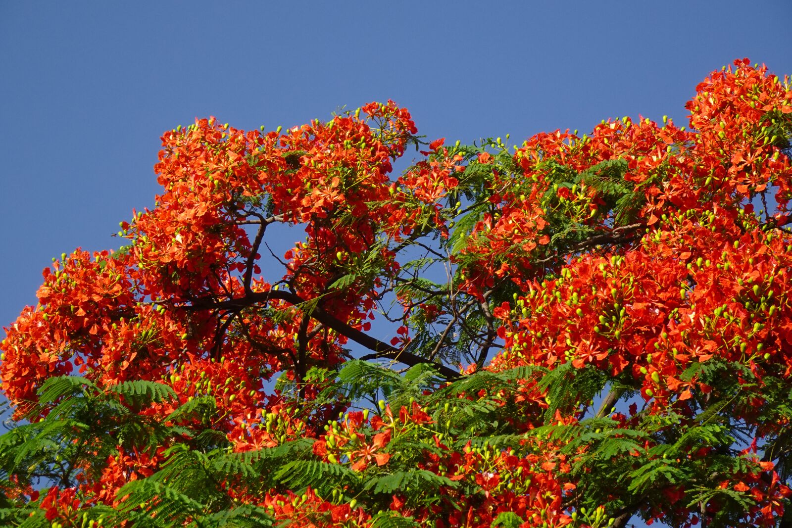 Sony DSC-WX800 sample photo. Flower, delonix regia, fabaceae photography