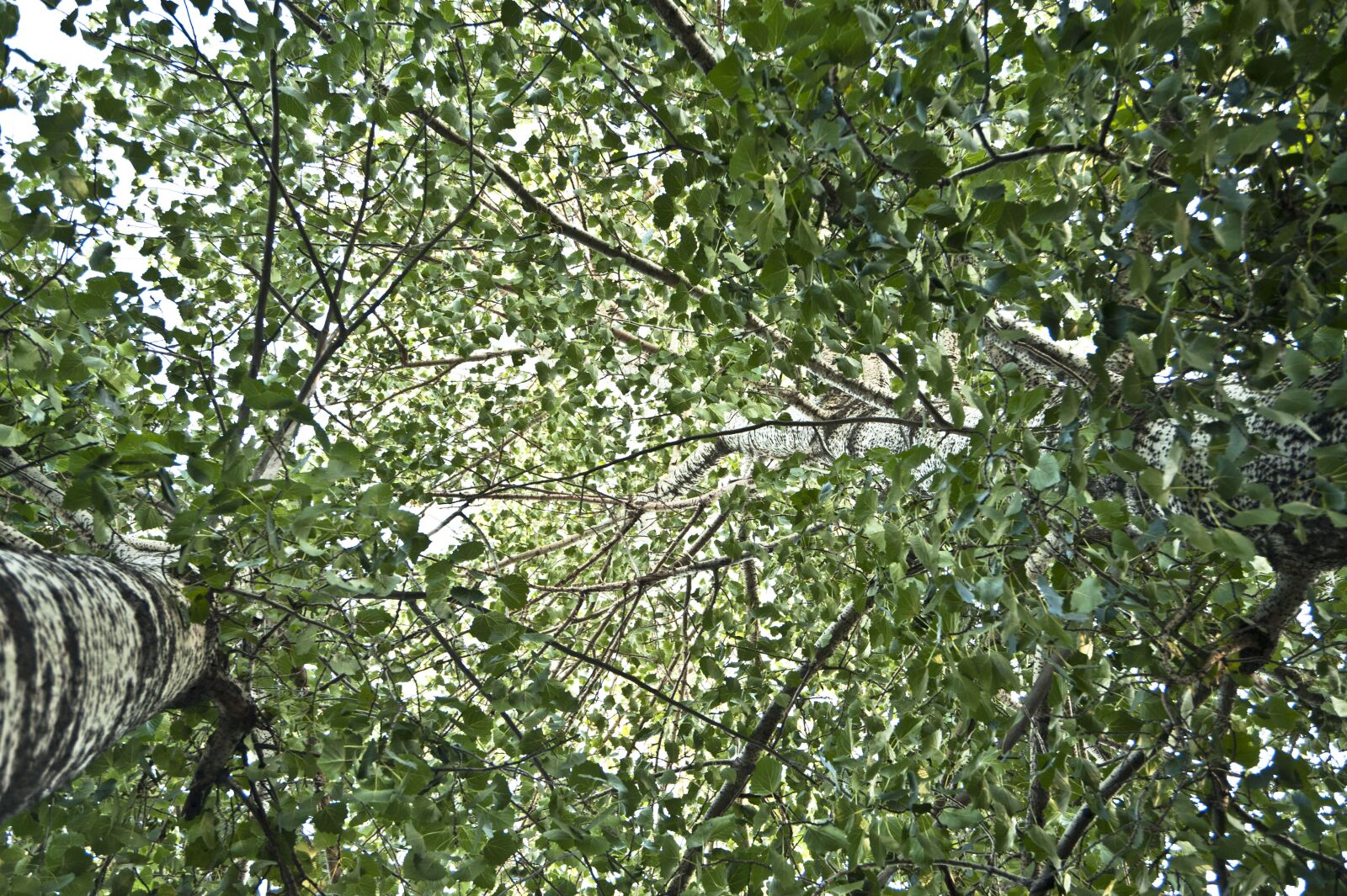 Nikon D700 sample photo. Trees, peace, calm photography
