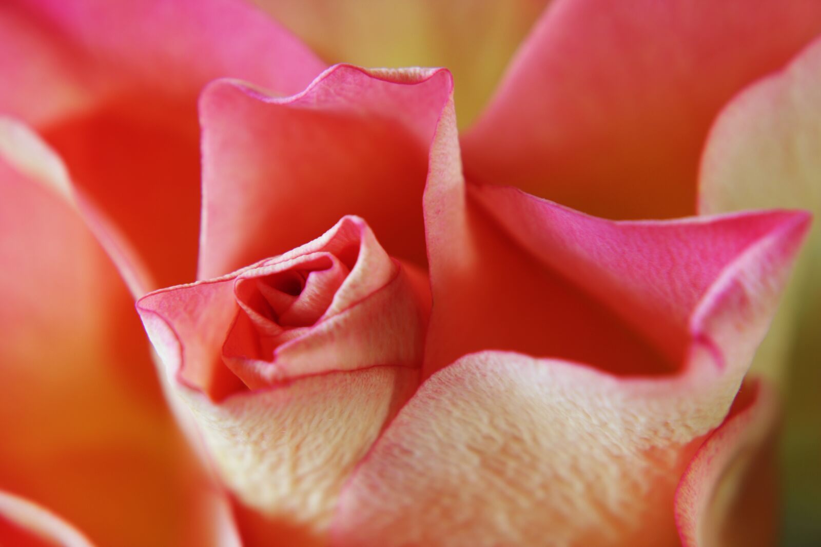 Canon EOS 2000D (EOS Rebel T7 / EOS Kiss X90 / EOS 1500D) sample photo. Pink rose, rose, feeling photography