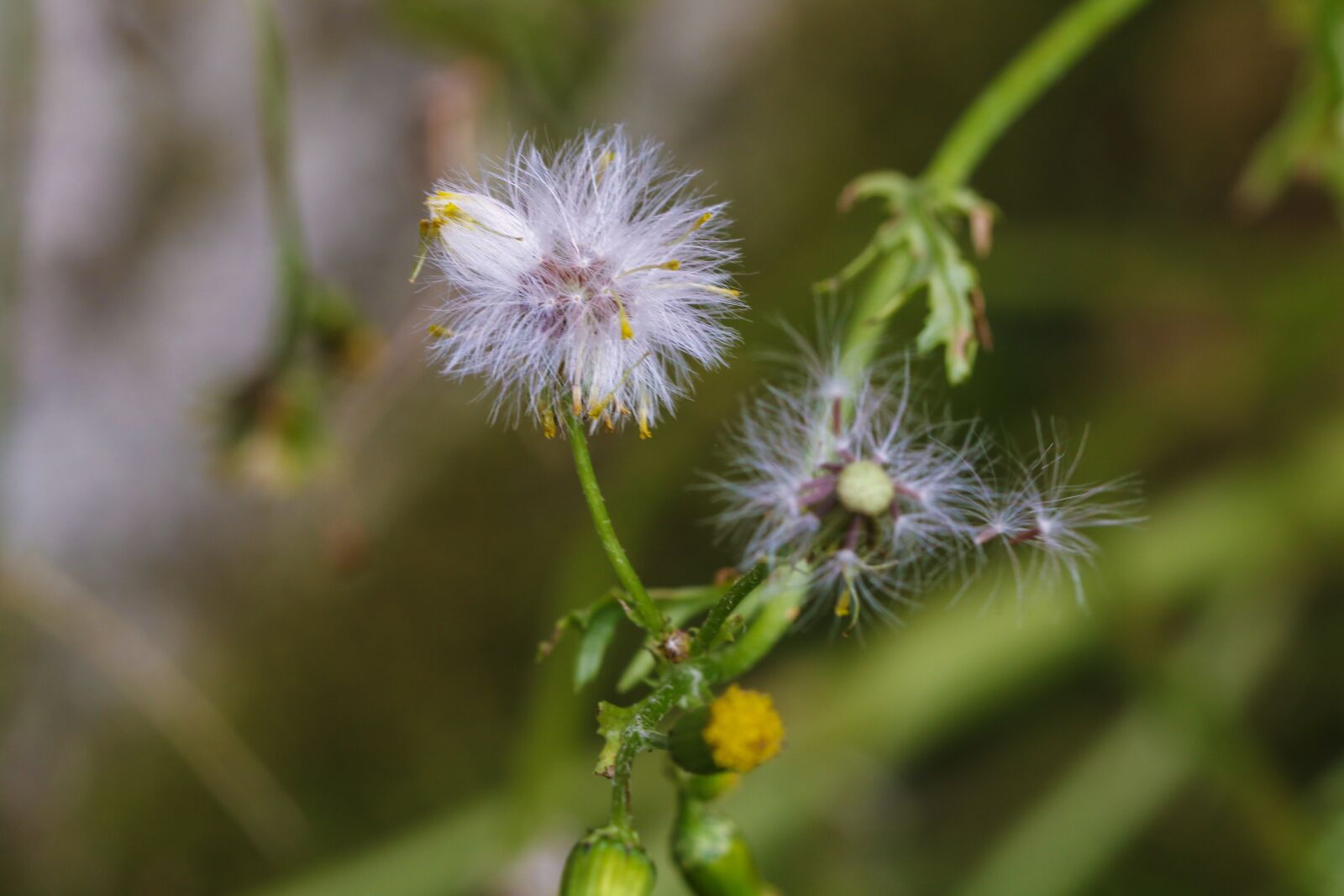 Canon EOS 7D Mark II sample photo. Flower, wild flower, autumn photography