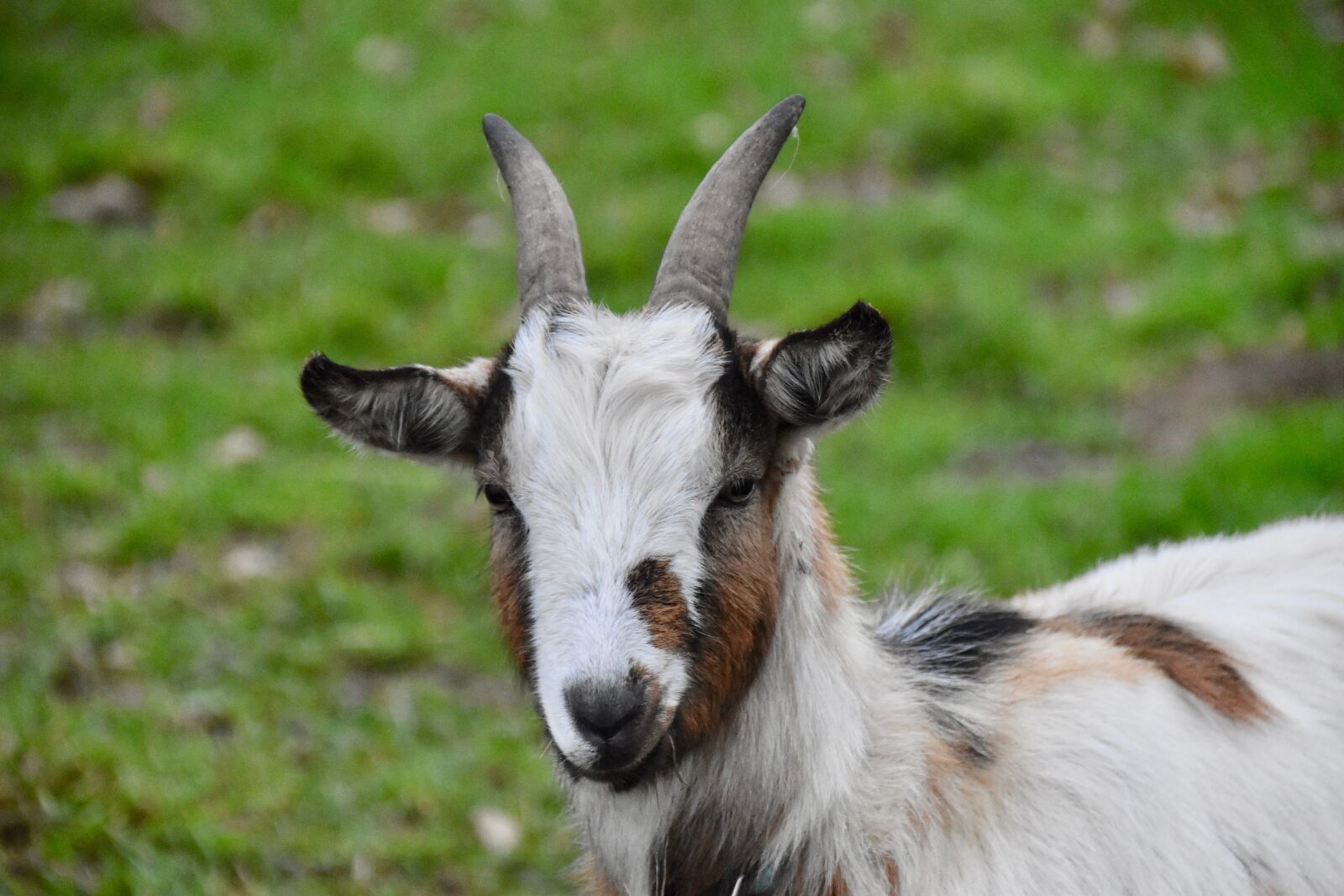 Nikon D5600 sample photo. Goat, portrait pet goat photography