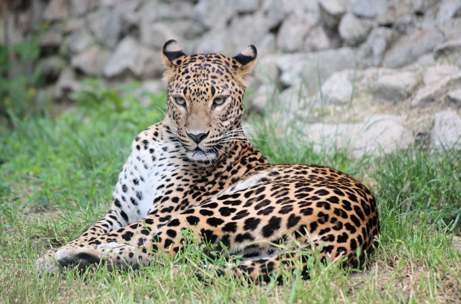 Canon EOS 550D (EOS Rebel T2i / EOS Kiss X4) sample photo. Leopard, panther, beast photography