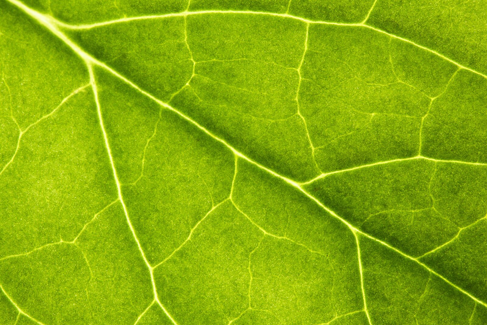Canon EOS M5 sample photo. Leaf, green, veins photography