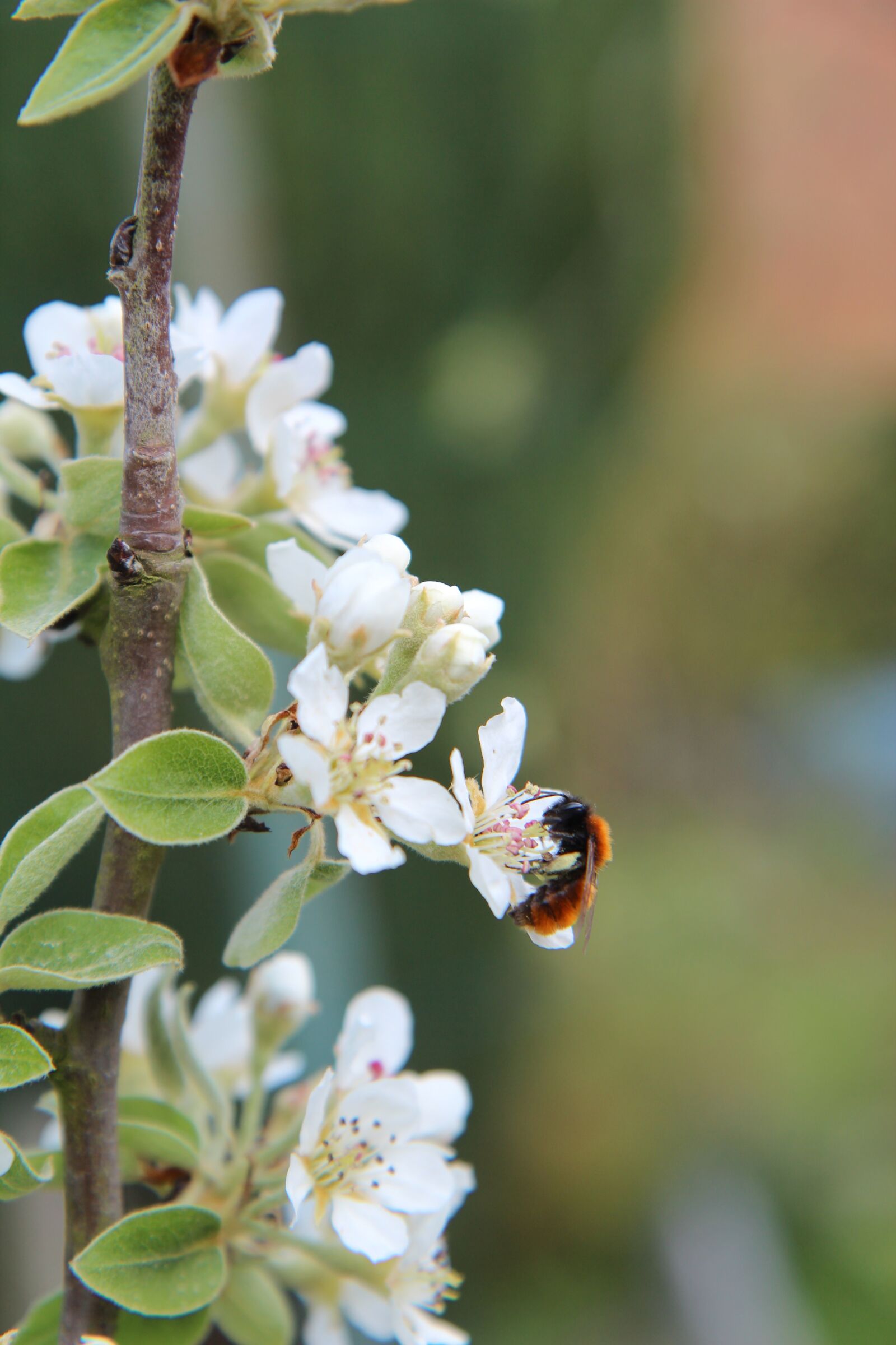 Canon EOS 600D (Rebel EOS T3i / EOS Kiss X5) sample photo. Poirier, flowers of poirier photography