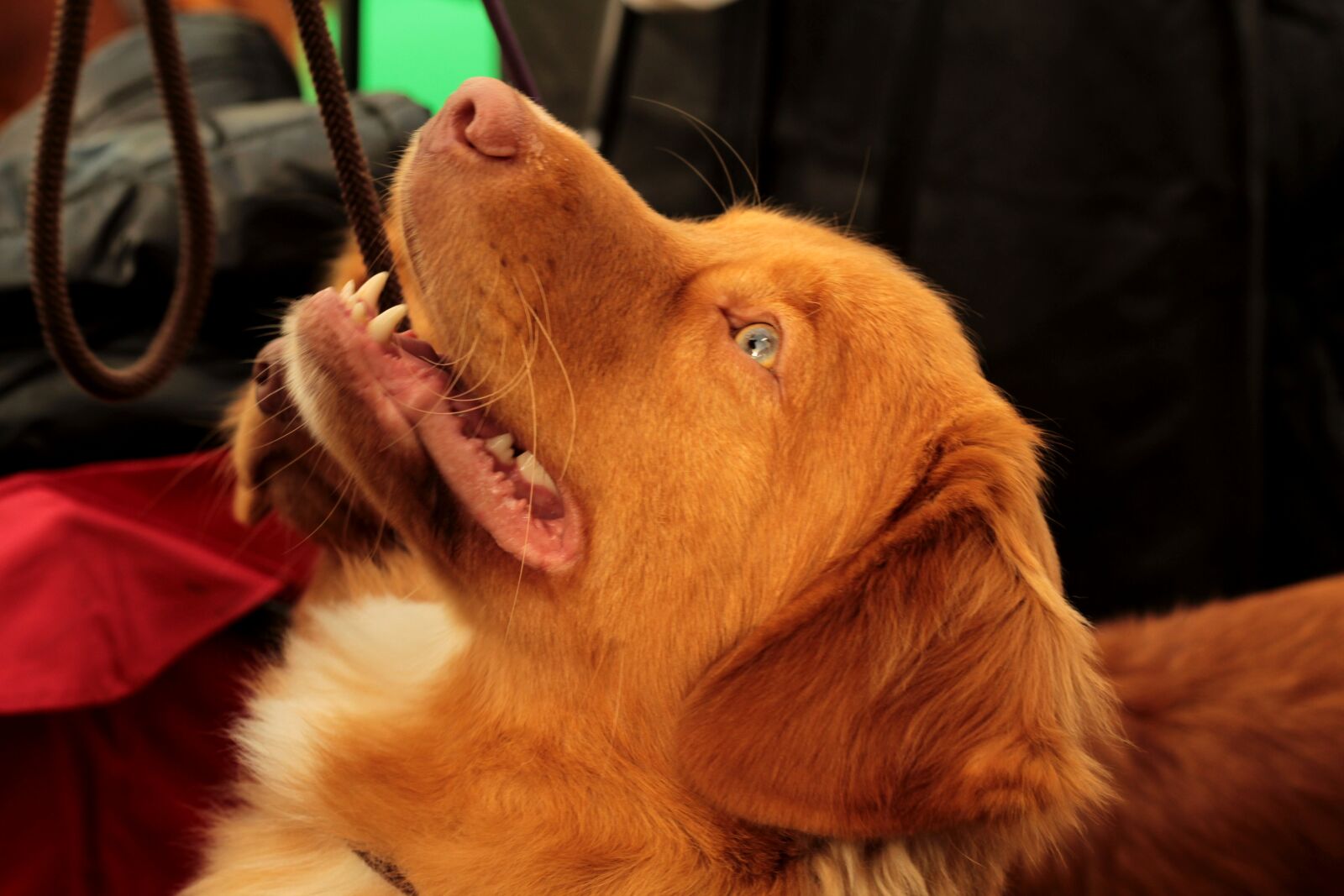 Canon EOS 600D (Rebel EOS T3i / EOS Kiss X5) + Canon EF 50mm F1.8 STM sample photo. Dogshow, pet, dog photography